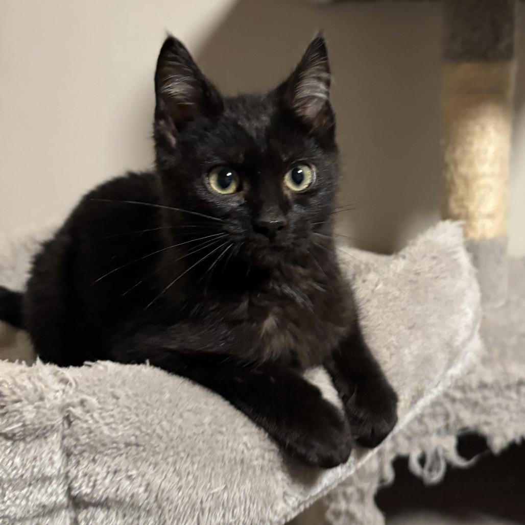 Enlarge Jaroslav, a Adoptable Domestic Medium Hair in Chaska, MN image 5/5