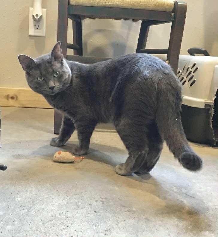 Enlarge Peter Pan, a Adoptable Domestic Short Hair in Cloquet, MN image 1/1