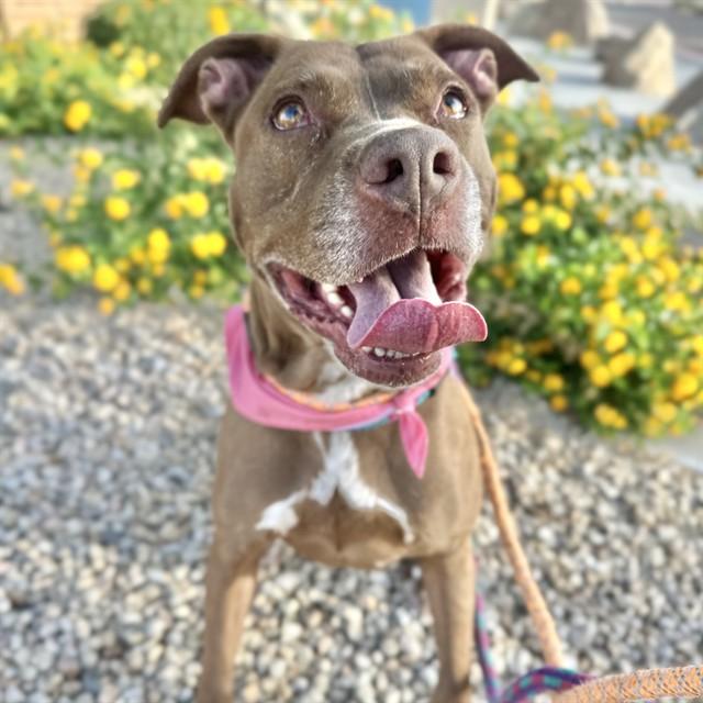 Enlarge FEYRA, a Adoptable mixed breed in Mesa, AZ image 1/1