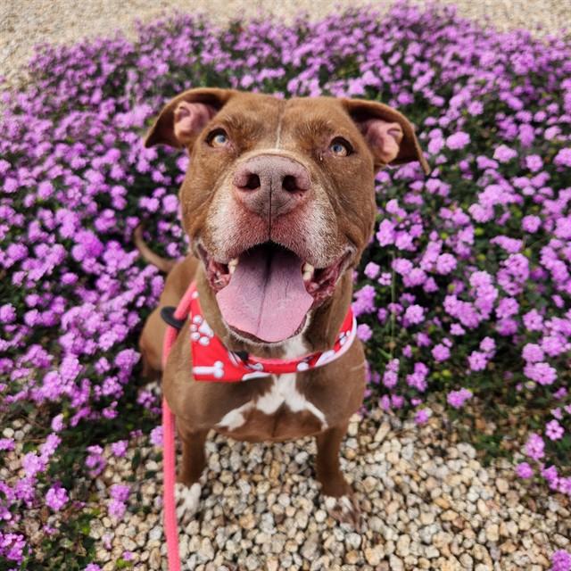 Enlarge FEYRA, a Adoptable mixed breed in Mesa, AZ image 1/1