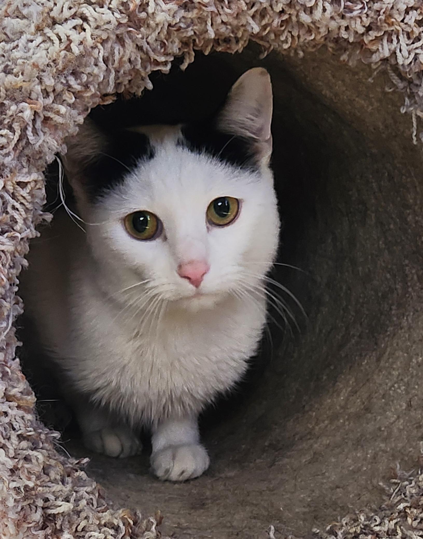 Yukon Potatoes, ADOPTABLE, Young Male Domestic Short Hair.