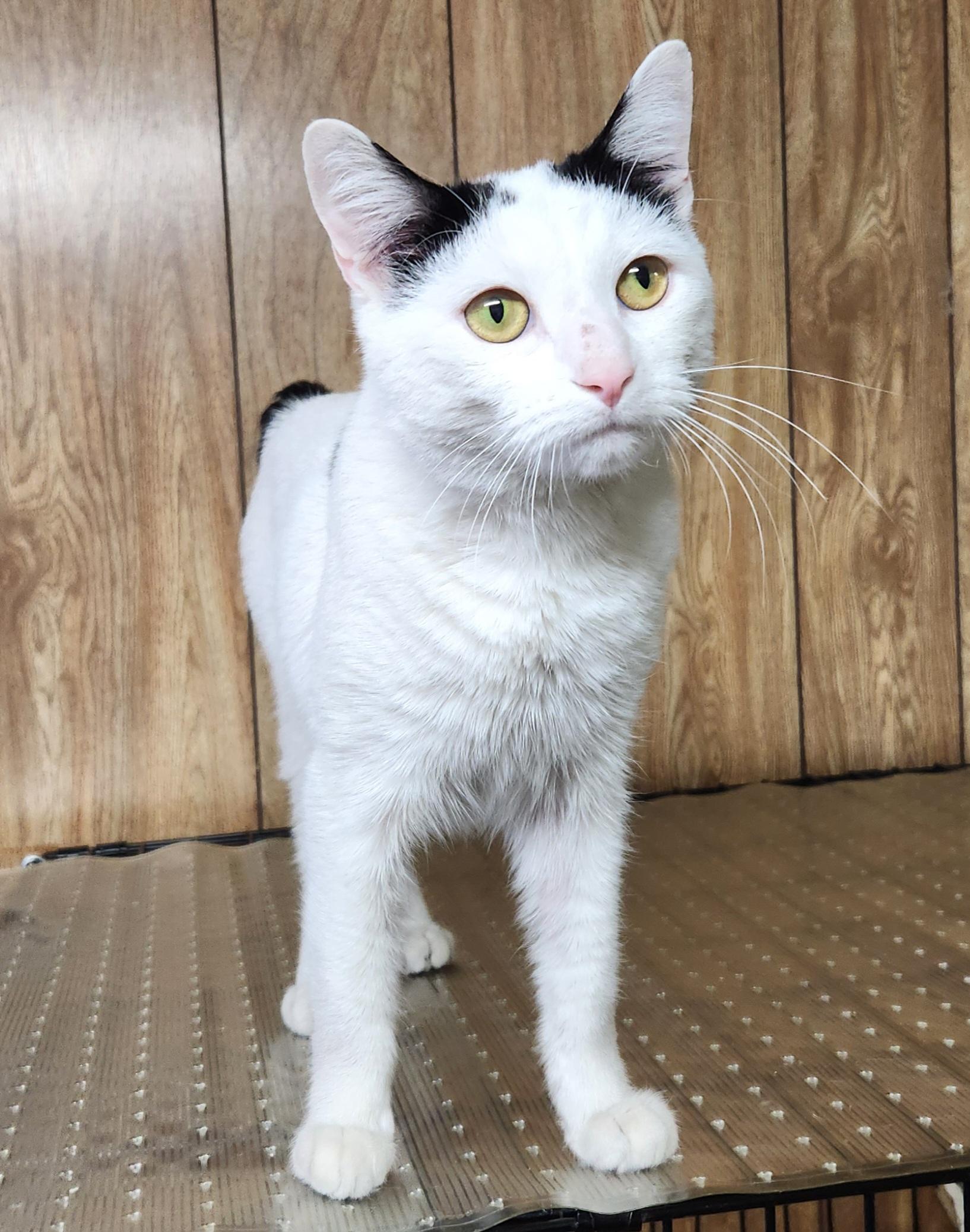 Enlarge Yukon Potatoes, a ADOPTABLE Domestic Short Hair in Linden, NJ image 5/5