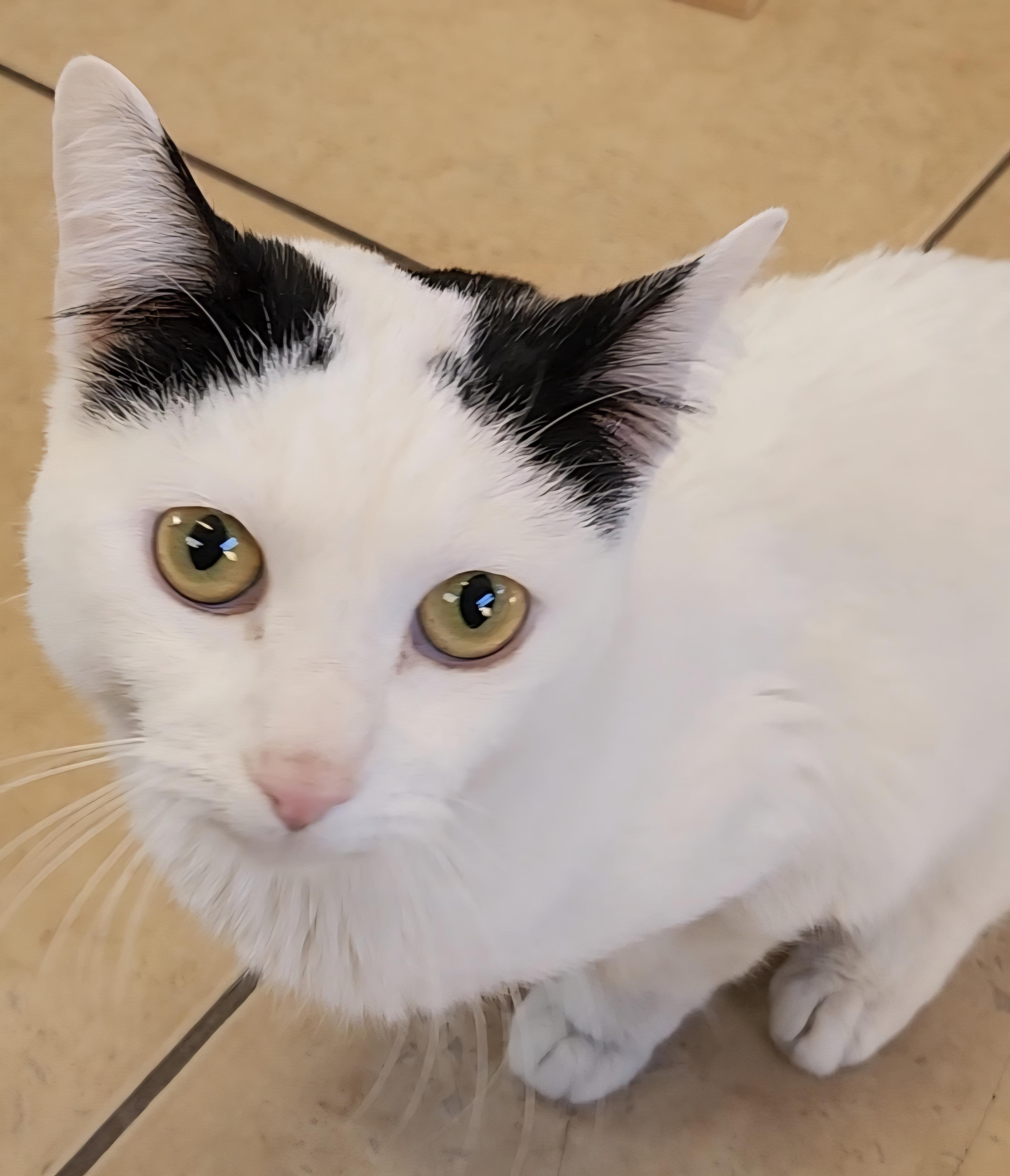 Enlarge Yukon Potatoes, a ADOPTABLE Domestic Short Hair in Linden, NJ image 1/5