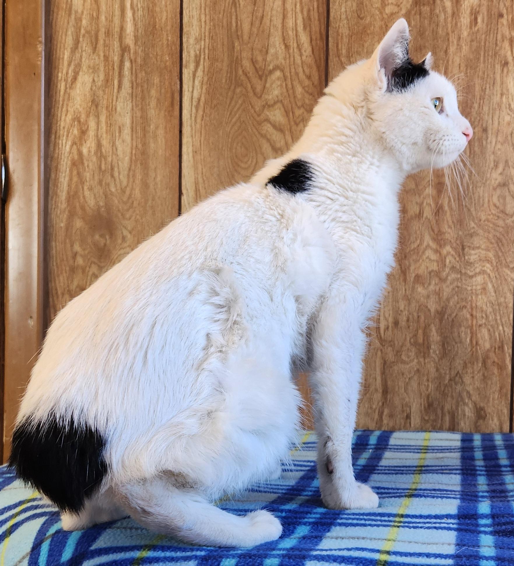 Enlarge Yukon Potatoes, a ADOPTABLE Domestic Short Hair in Linden, NJ image 3/5