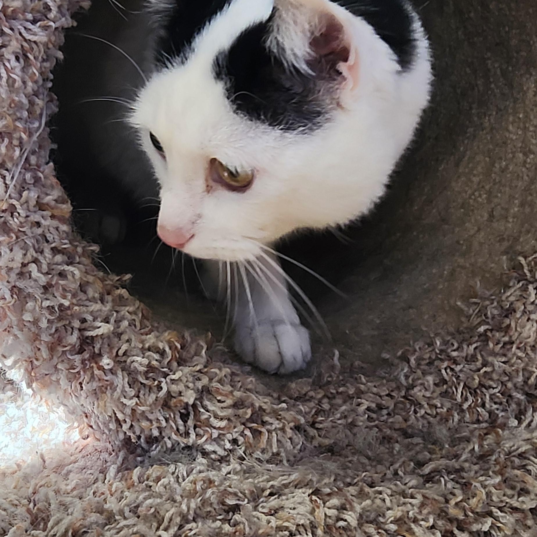 Enlarge Yukon Potatoes, a ADOPTABLE Domestic Short Hair in Linden, NJ image 4/5