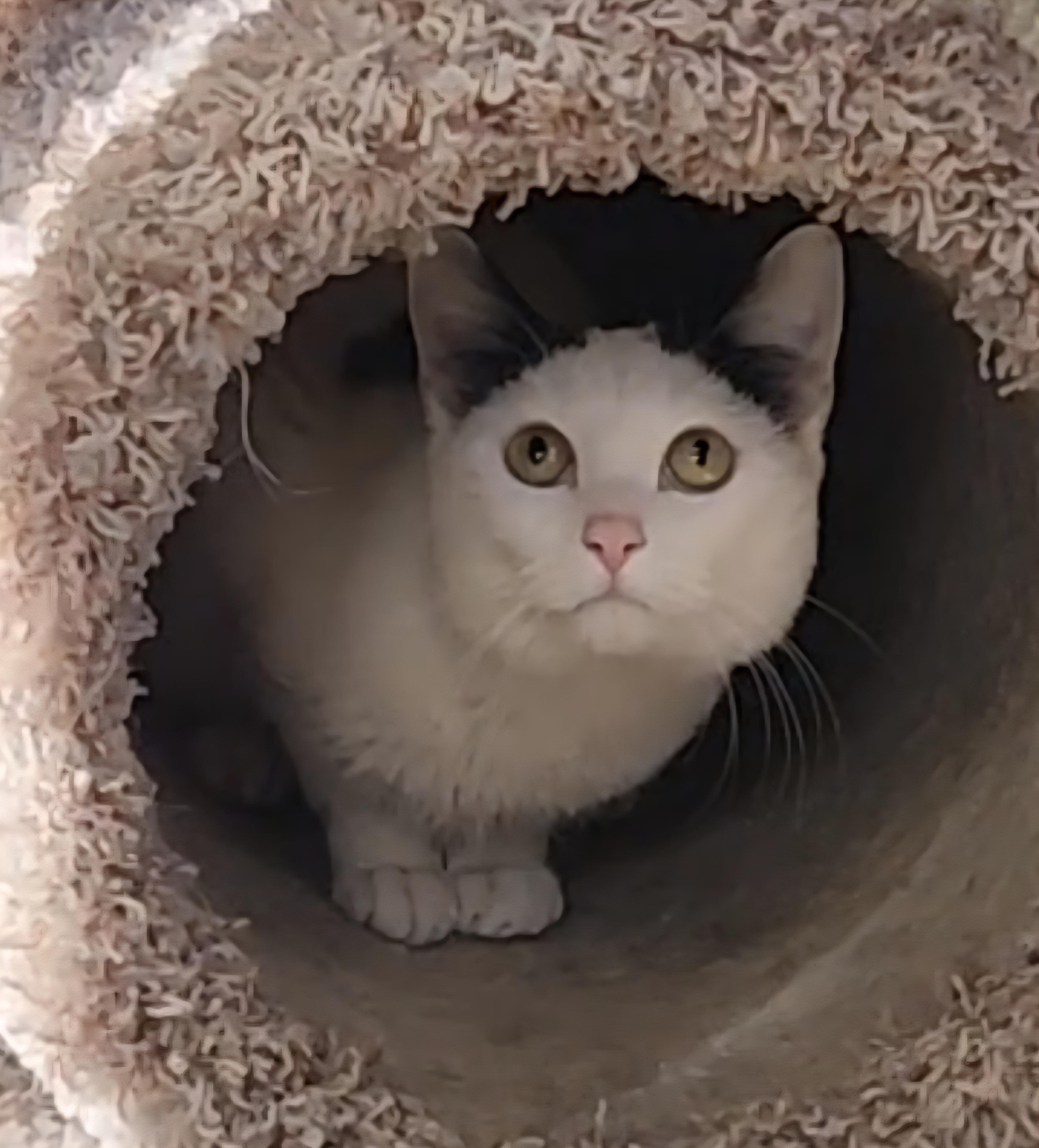 Enlarge Yukon Potatoes, a ADOPTABLE Domestic Short Hair in Linden, NJ image 5/5