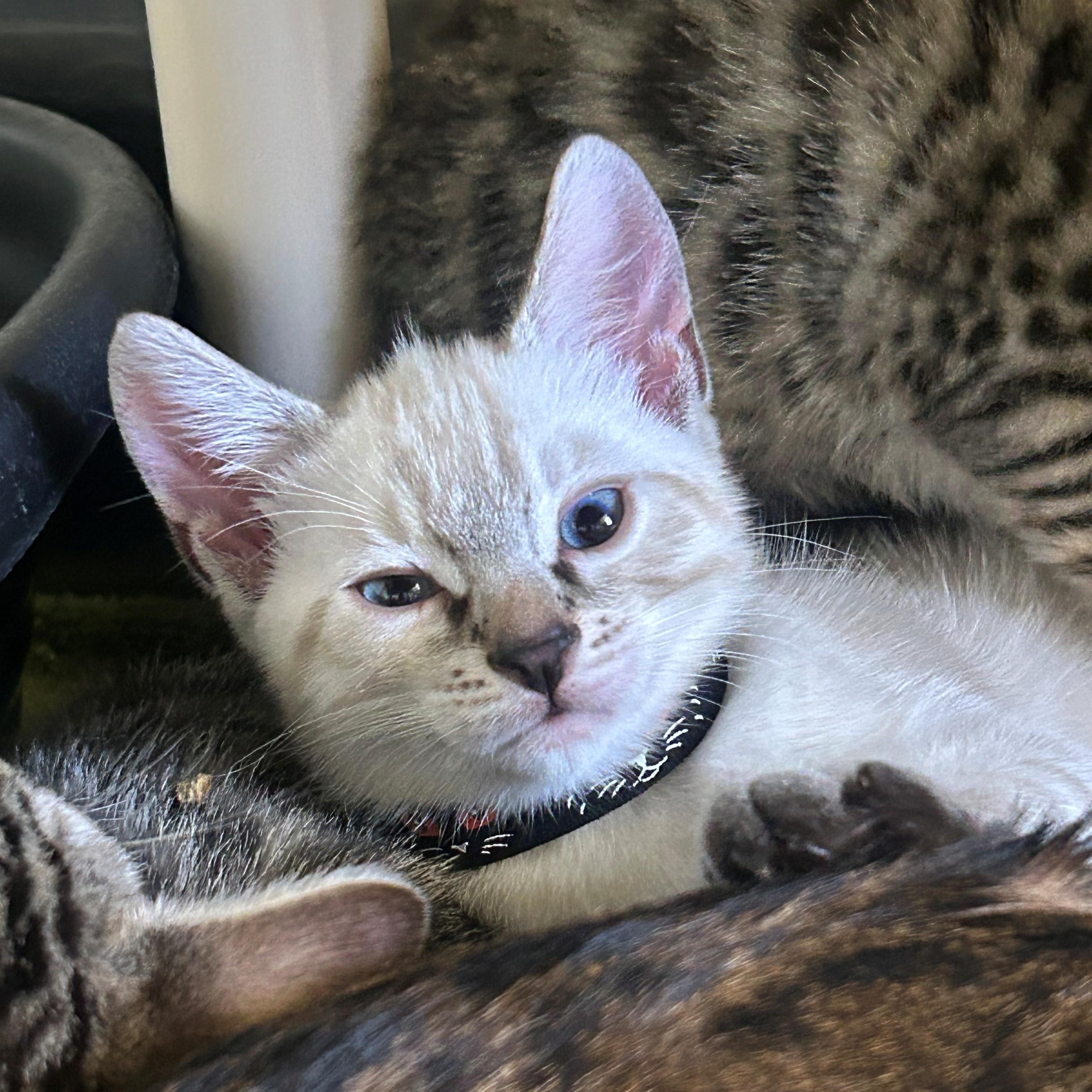 Kai, adopted, Kitten Male Bengal & Siamese.