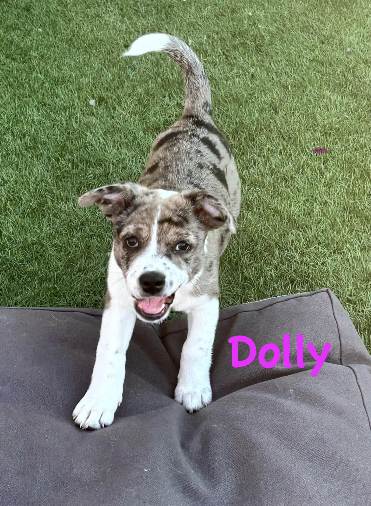 Enlarge Dolly, a Adoptable Australian Shepherd in Las Vegas, NV image 2/2