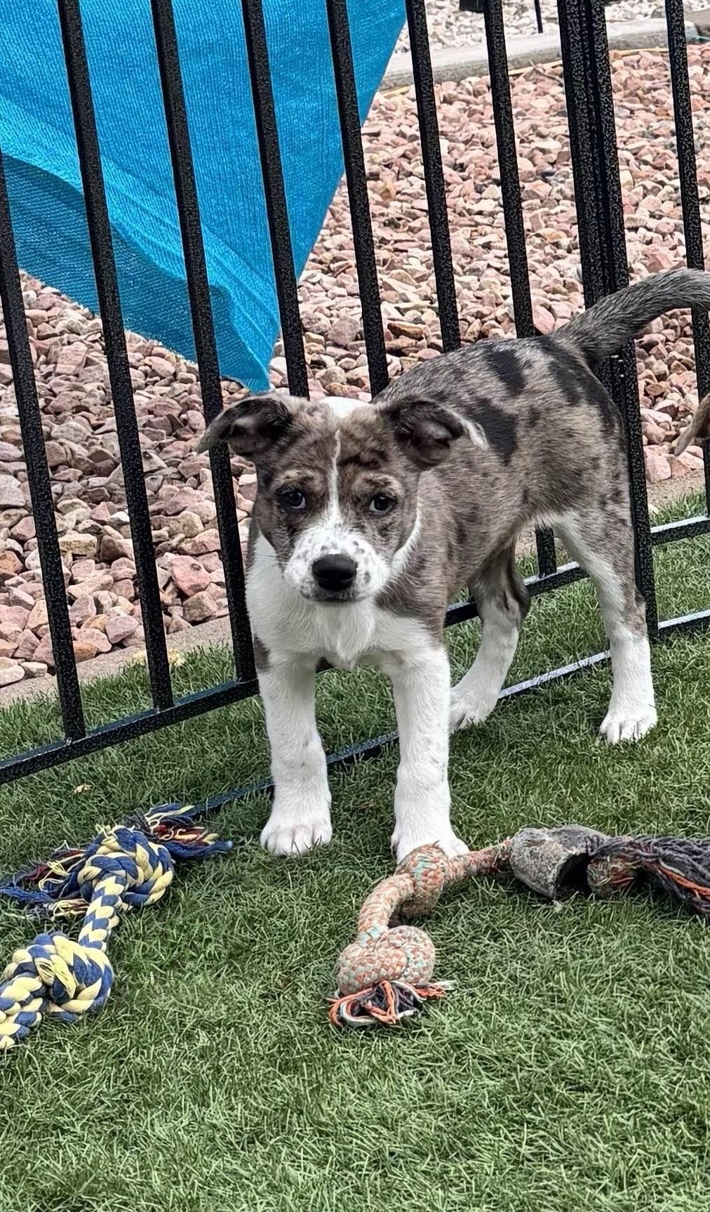 Dolly, Adoptable, Puppy Female Australian Shepherd.