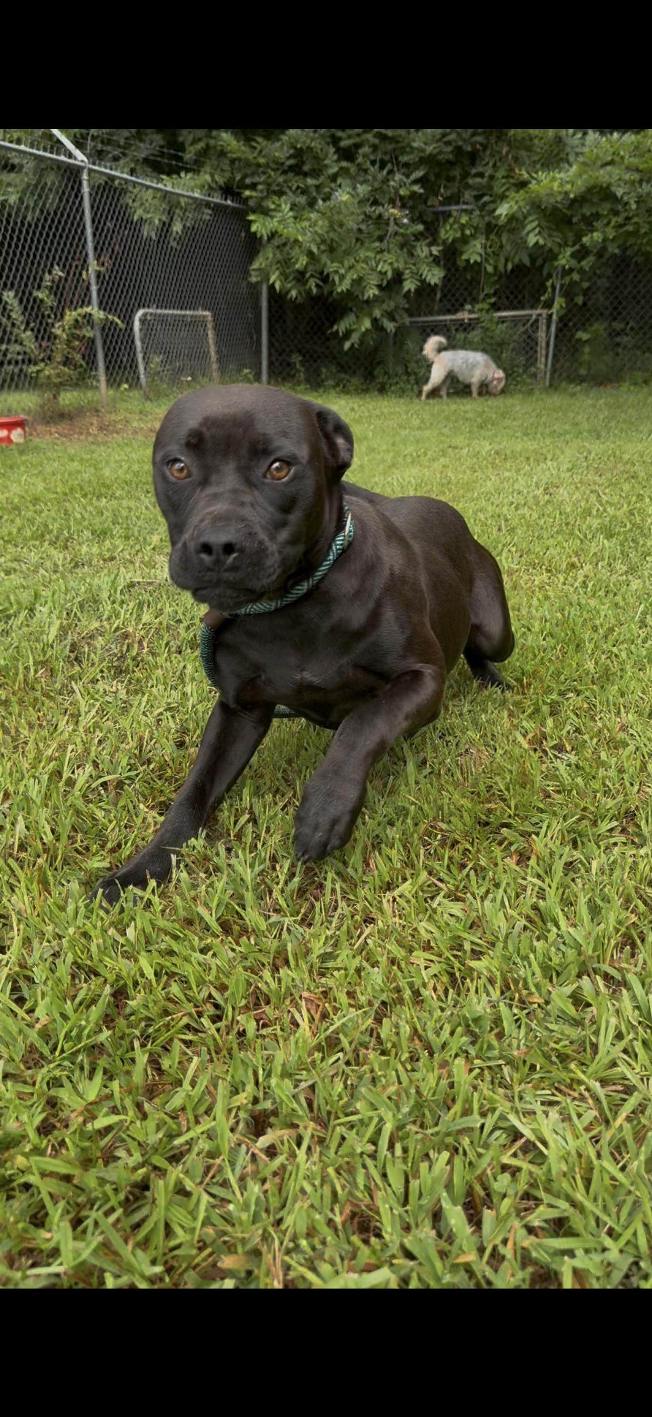 MICKY, ADOPTABLE, Young Male American Staffordshire Terrier.