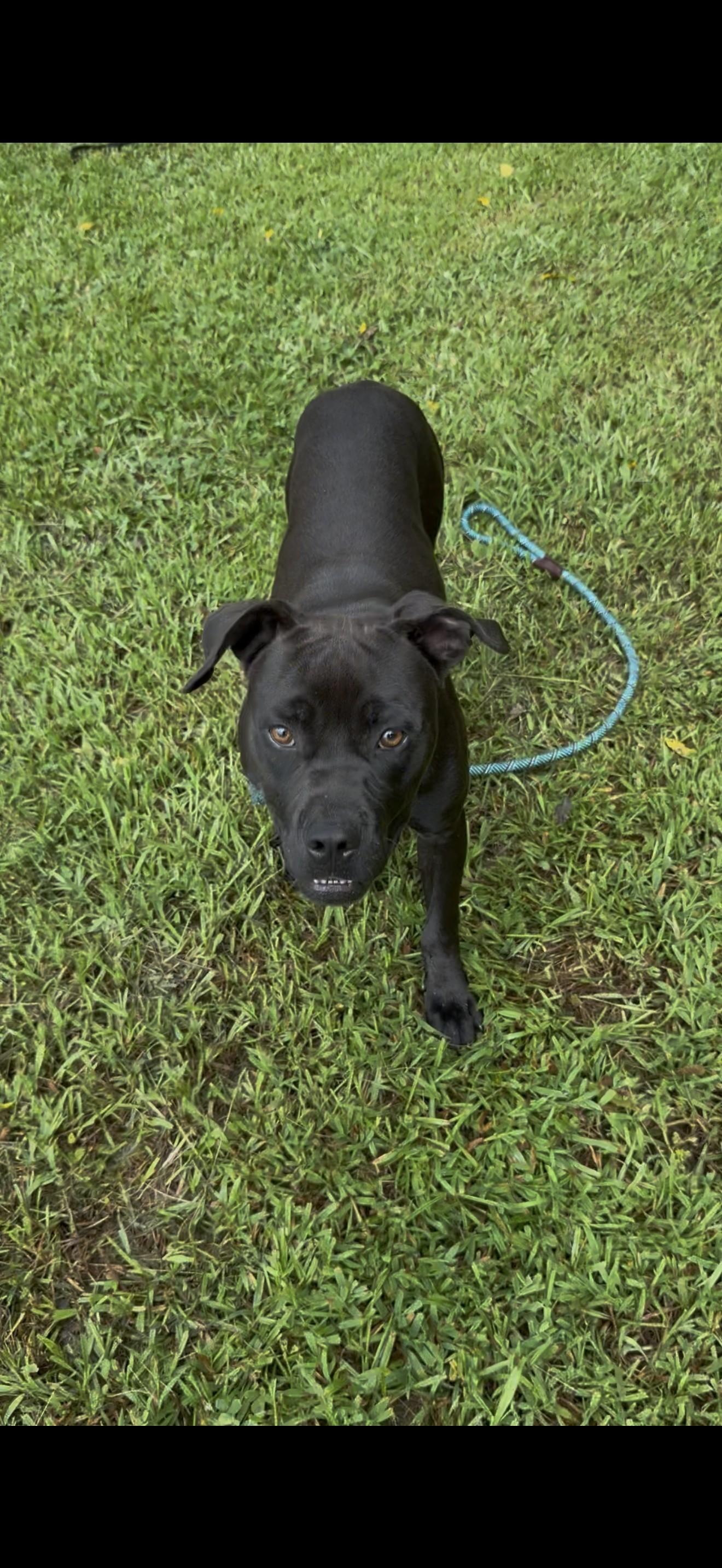 MICKY, a ADOPTABLE American Staffordshire Terrier in Newborn, GA image 4/4