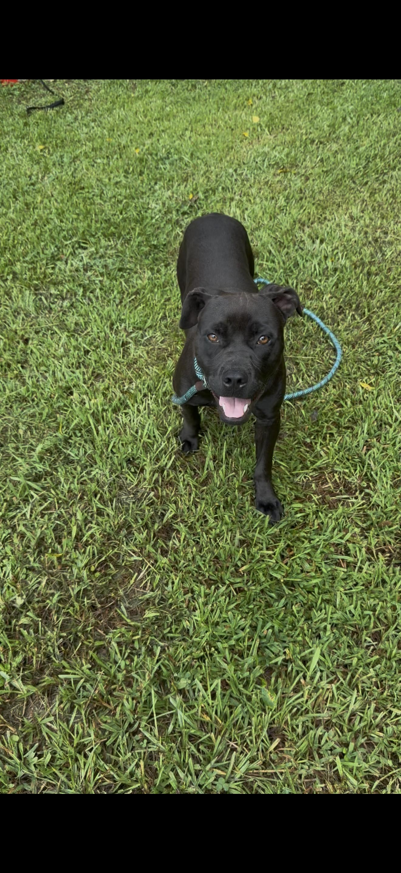 MICKY, a ADOPTABLE American Staffordshire Terrier in Newborn, GA image 2/4