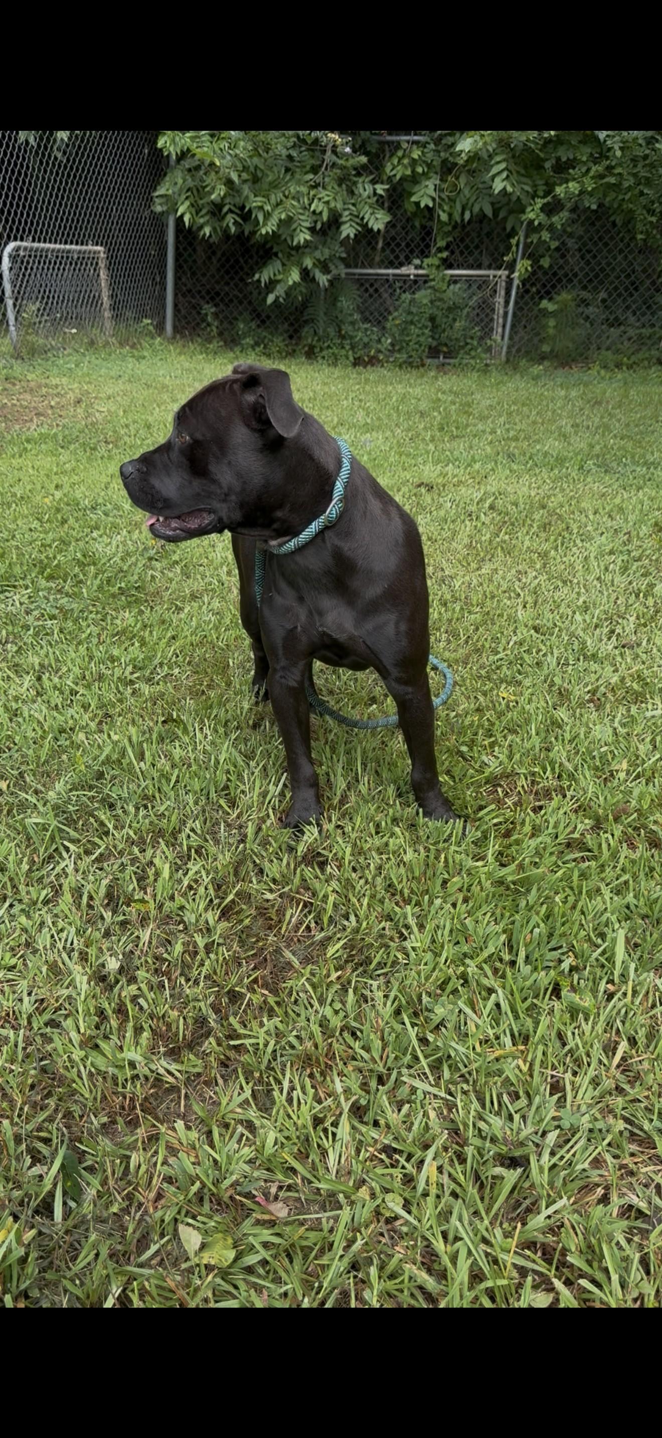 MICKY, a ADOPTABLE American Staffordshire Terrier in Newborn, GA image 3/4