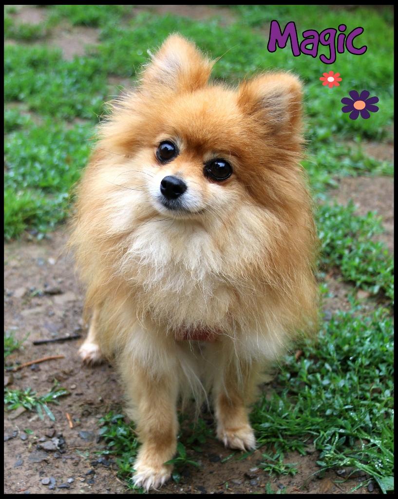Enlarge Magic, a ADOPTABLE Pomeranian in Shippenville, PA image 1/4