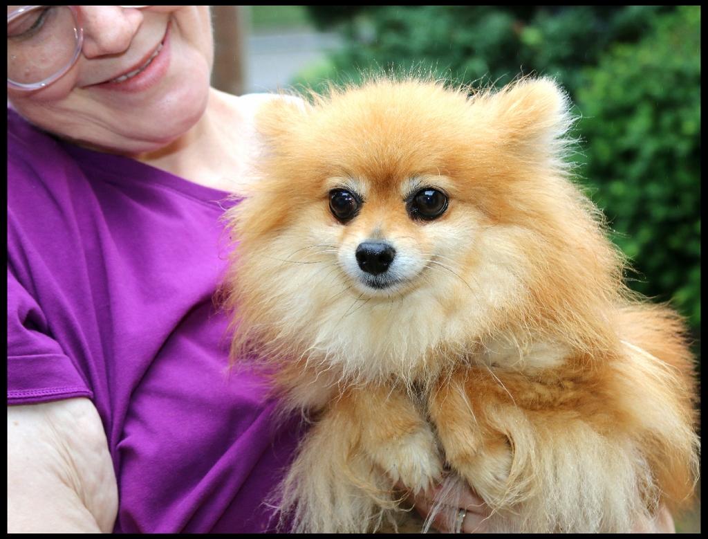 Enlarge Magic, a ADOPTABLE Pomeranian in Shippenville, PA image 3/4