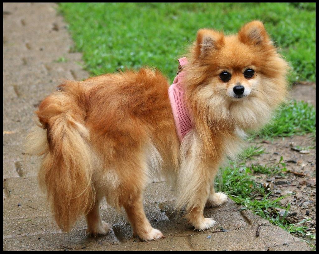 Enlarge Magic, a ADOPTABLE Pomeranian in Shippenville, PA image 2/4