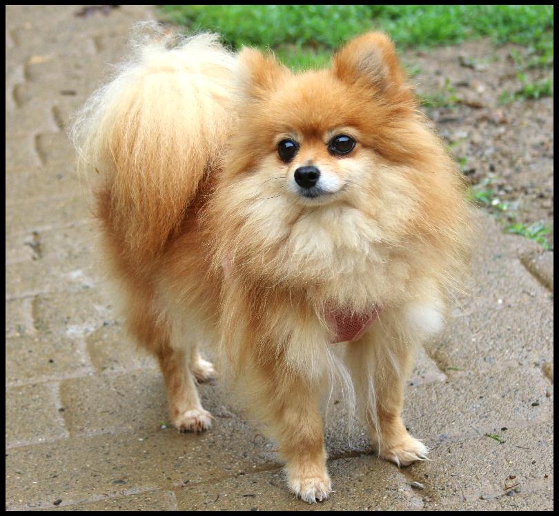 Enlarge Magic, a ADOPTABLE Pomeranian in Shippenville, PA image 4/4