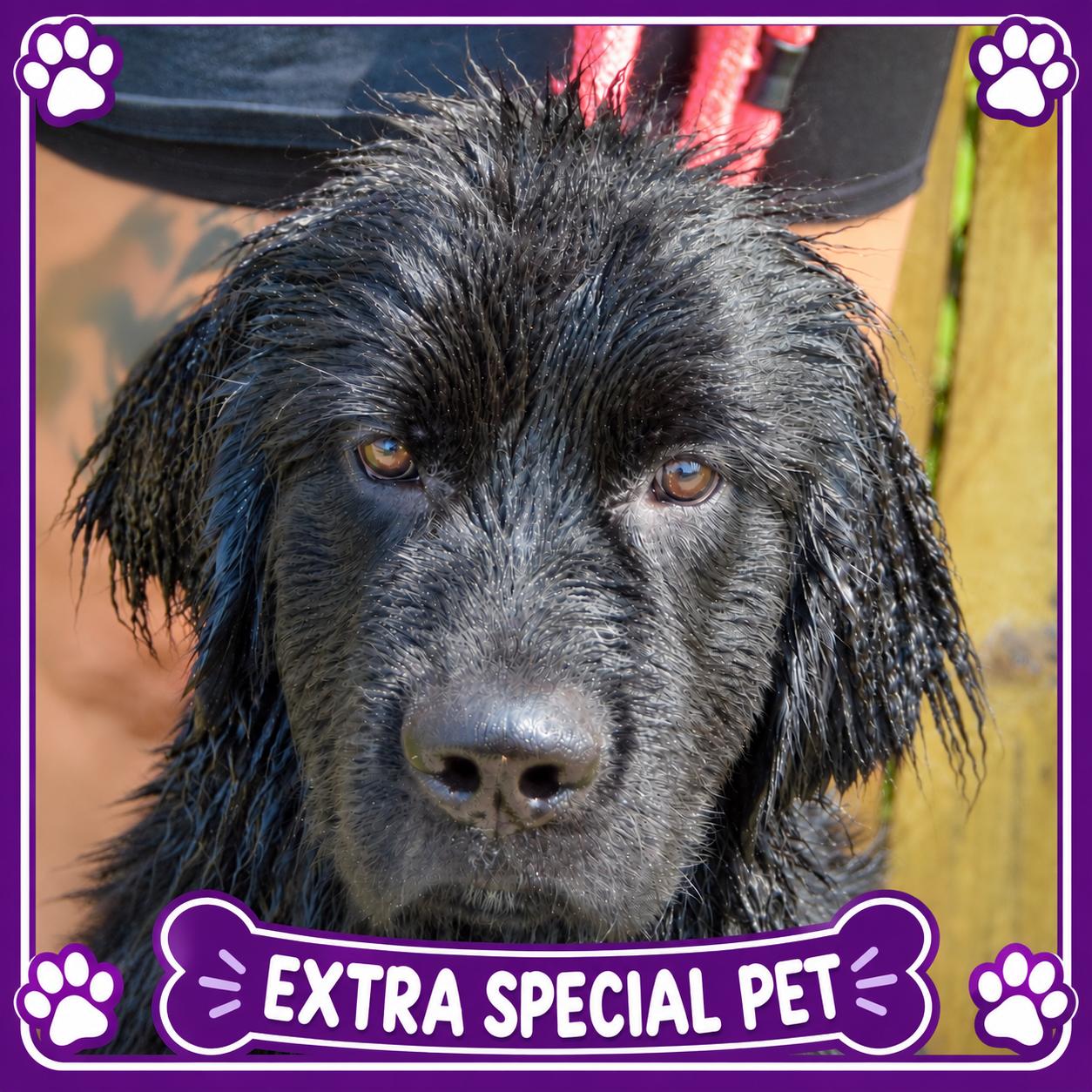 Tank, Adoptable, Puppy Male Newfoundland Dog.