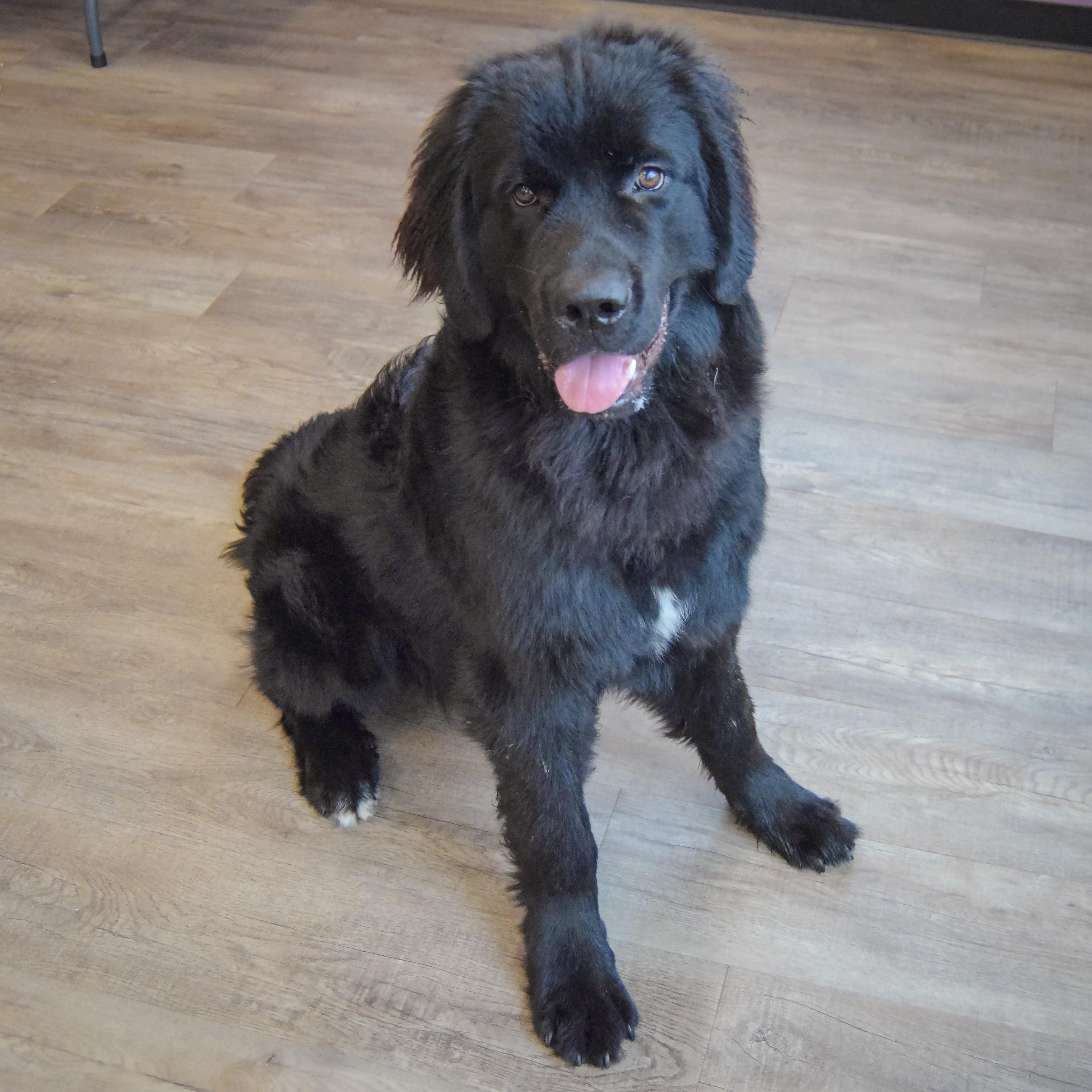 Enlarge Tank, a Adoptable mixed breed in Huntley, IL image 5/6