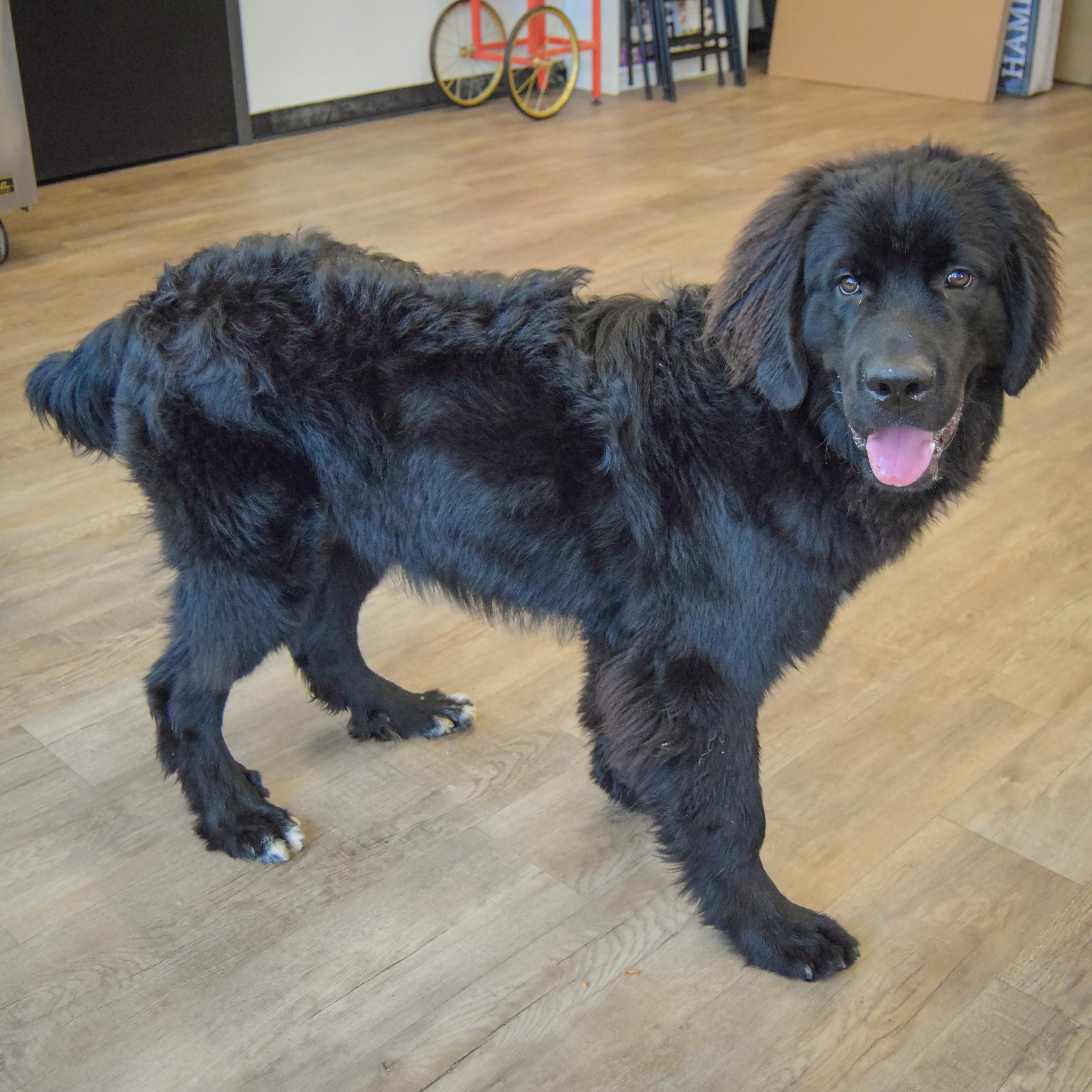 Enlarge Tank, a Adoptable mixed breed in Huntley, IL image 2/6