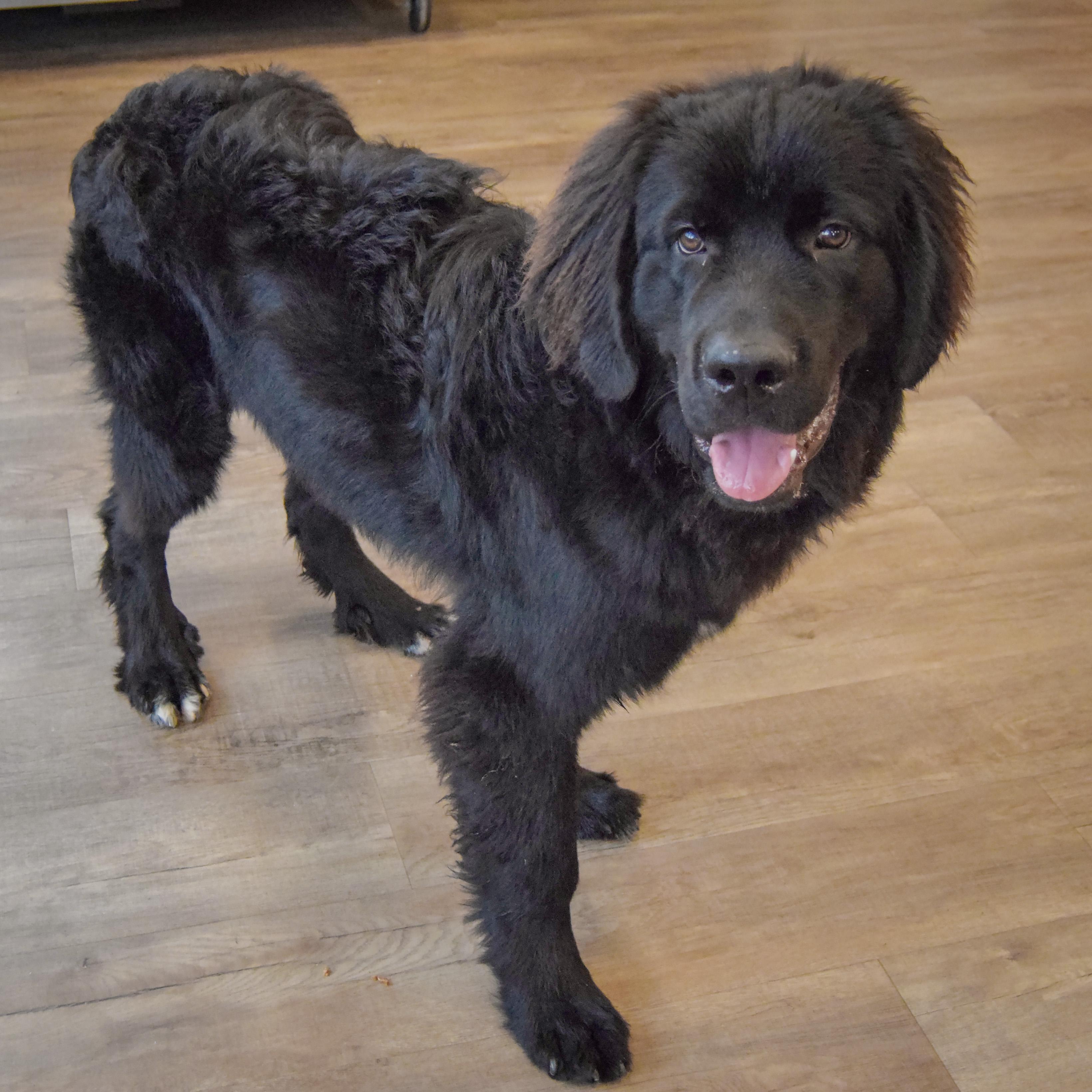 Enlarge Tank, a Adoptable mixed breed in Huntley, IL image 3/6