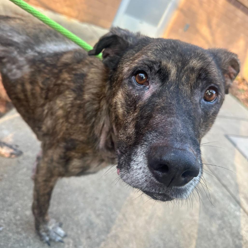 Enlarge Vega 1203, a Adoptable Mixed Breed in Columbus, GA image 2/2