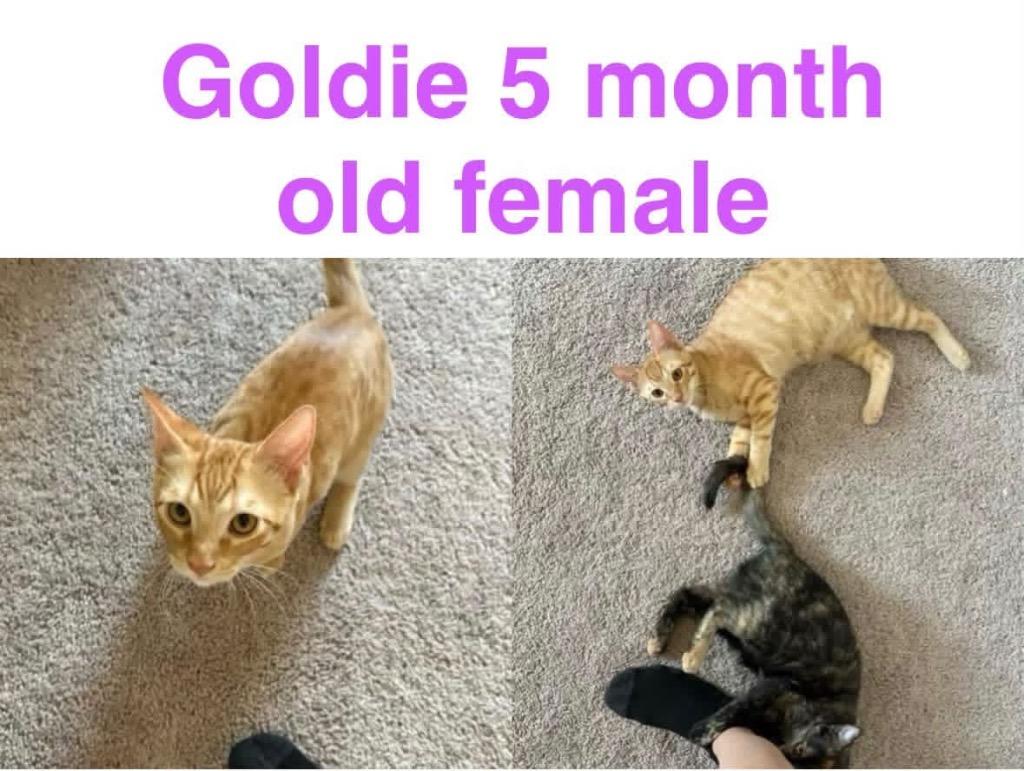 Goldie photo