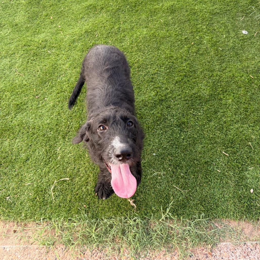 Enlarge Mel, a Adoptable mixed breed in Laredo, TX image 1/2