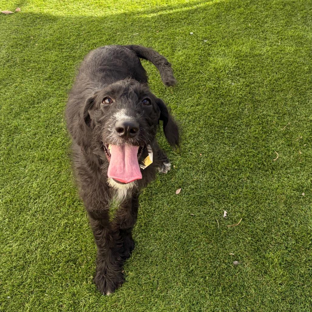 Enlarge Mel, a Adoptable mixed breed in Laredo, TX image 2/2