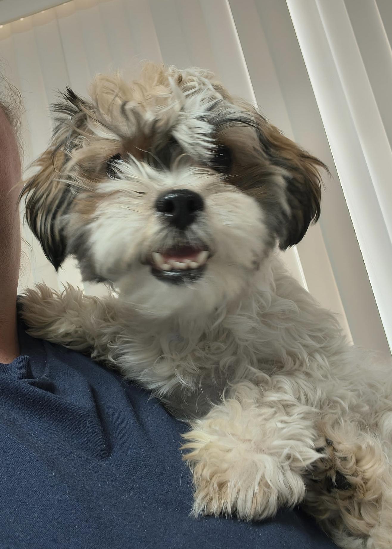 Mochi, adopted, Puppy Female Shih Tzu.