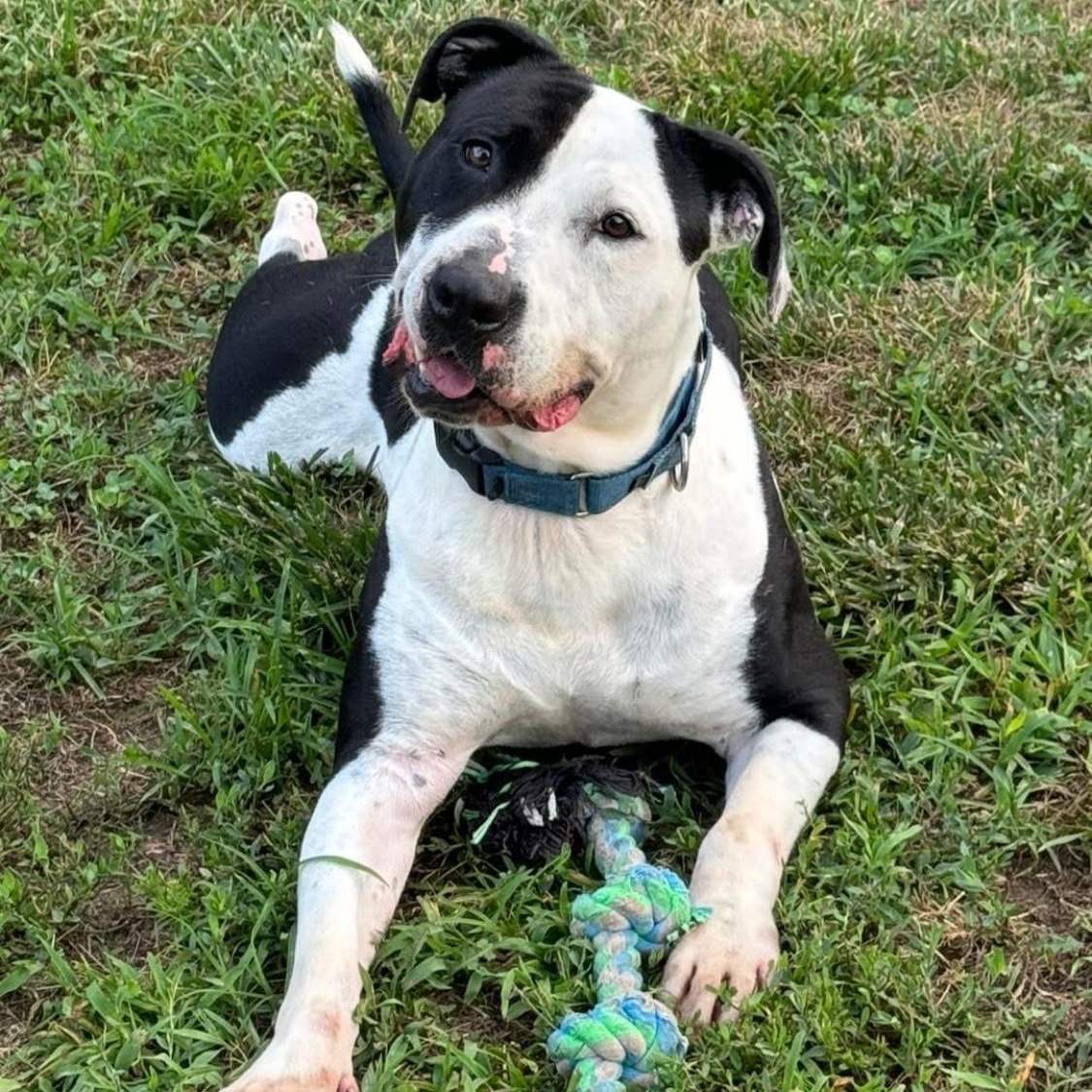 Moo Cow, Adoptable, Young Male Pit Bull Terrier & Bull Terrier.