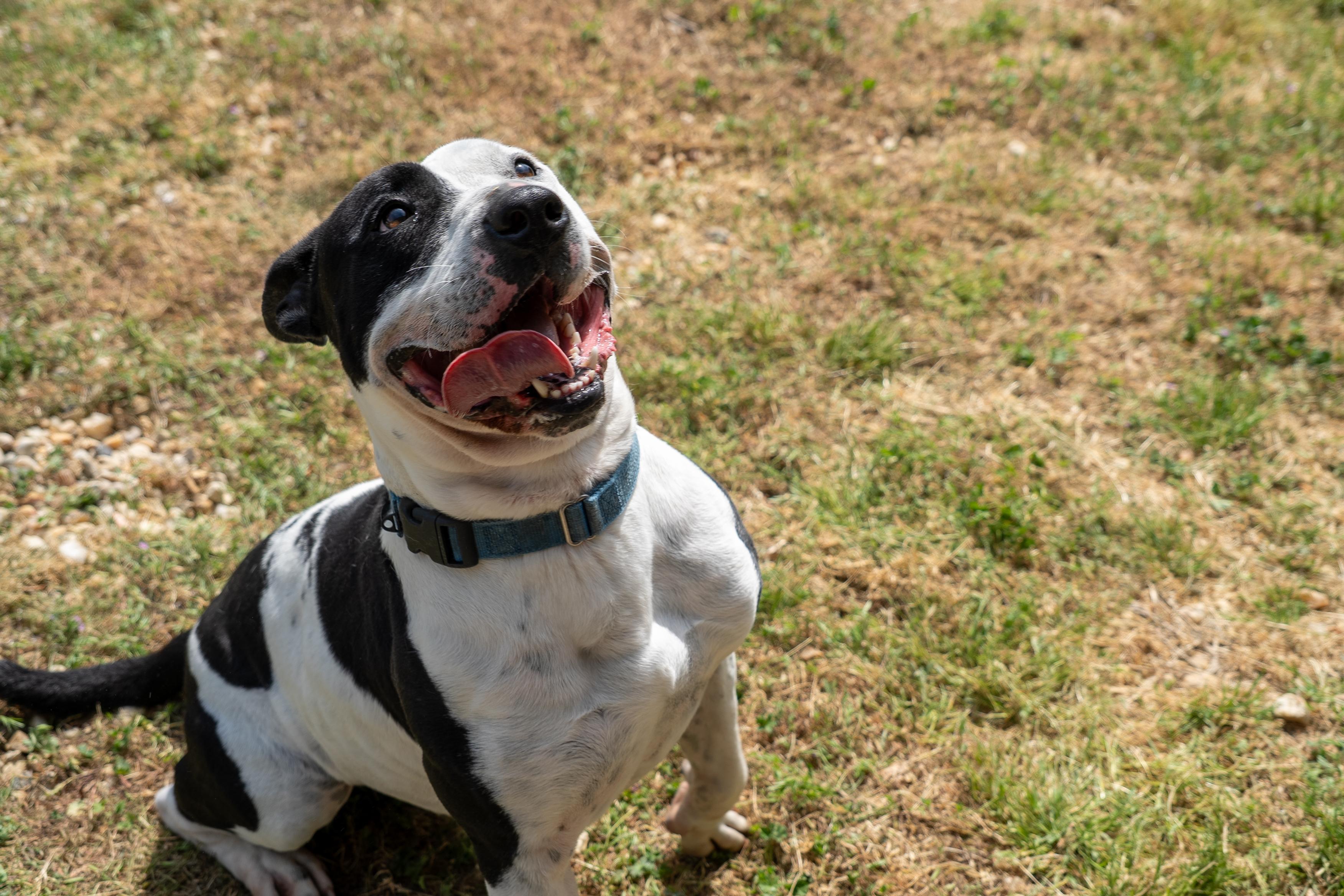 Enlarge Moo Cow, a Adoptable mixed breed in King George, VA image 6/6