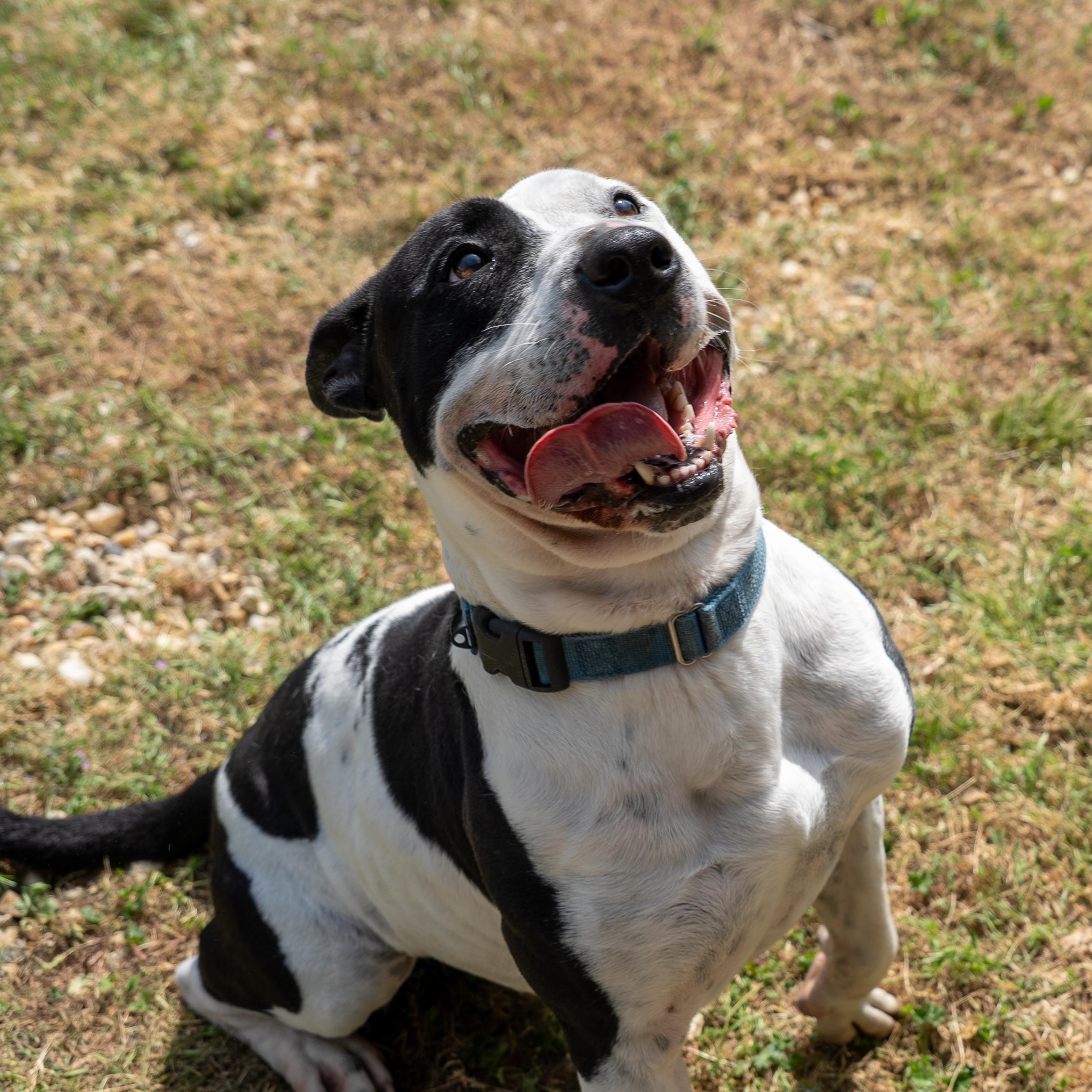Moo Cow, a Adoptable mixed breed in King George, VA image 6/6