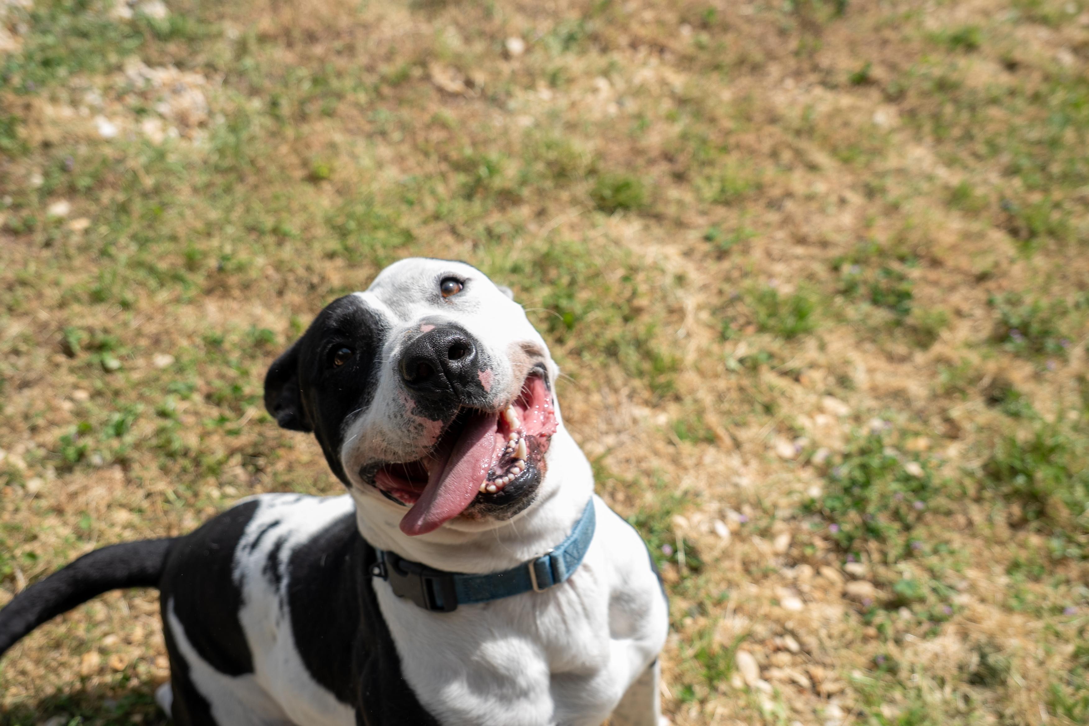 Enlarge Moo Cow, a Adoptable mixed breed in King George, VA image 4/6