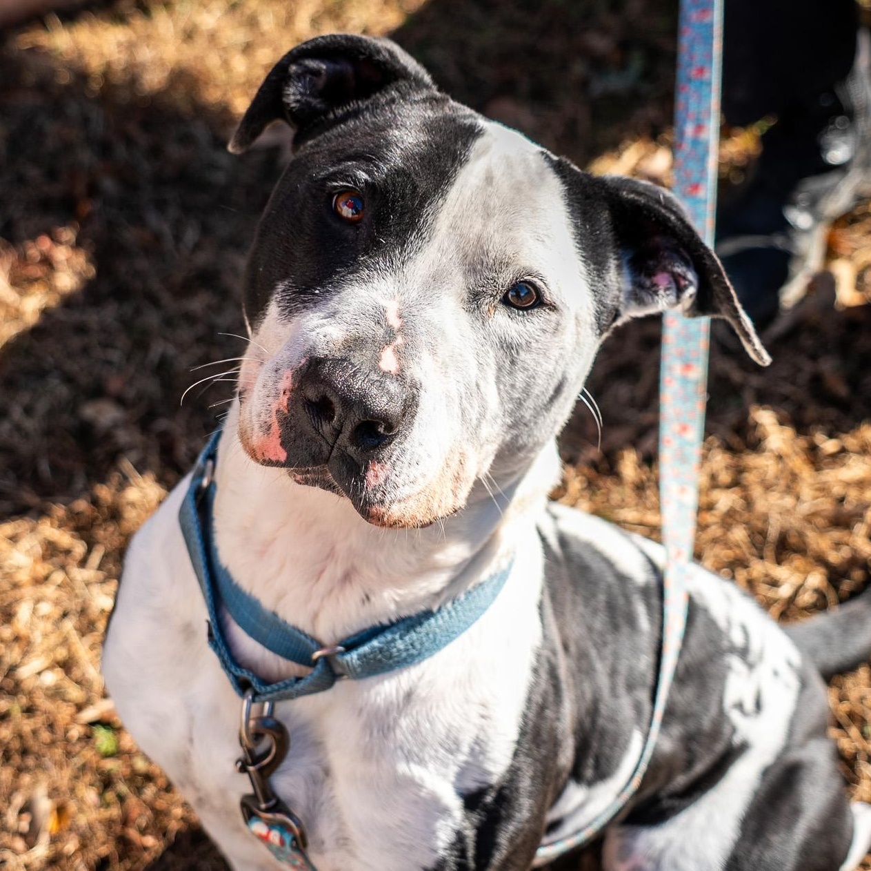 Moo Cow, a Adoptable mixed breed in King George, VA image 1/6