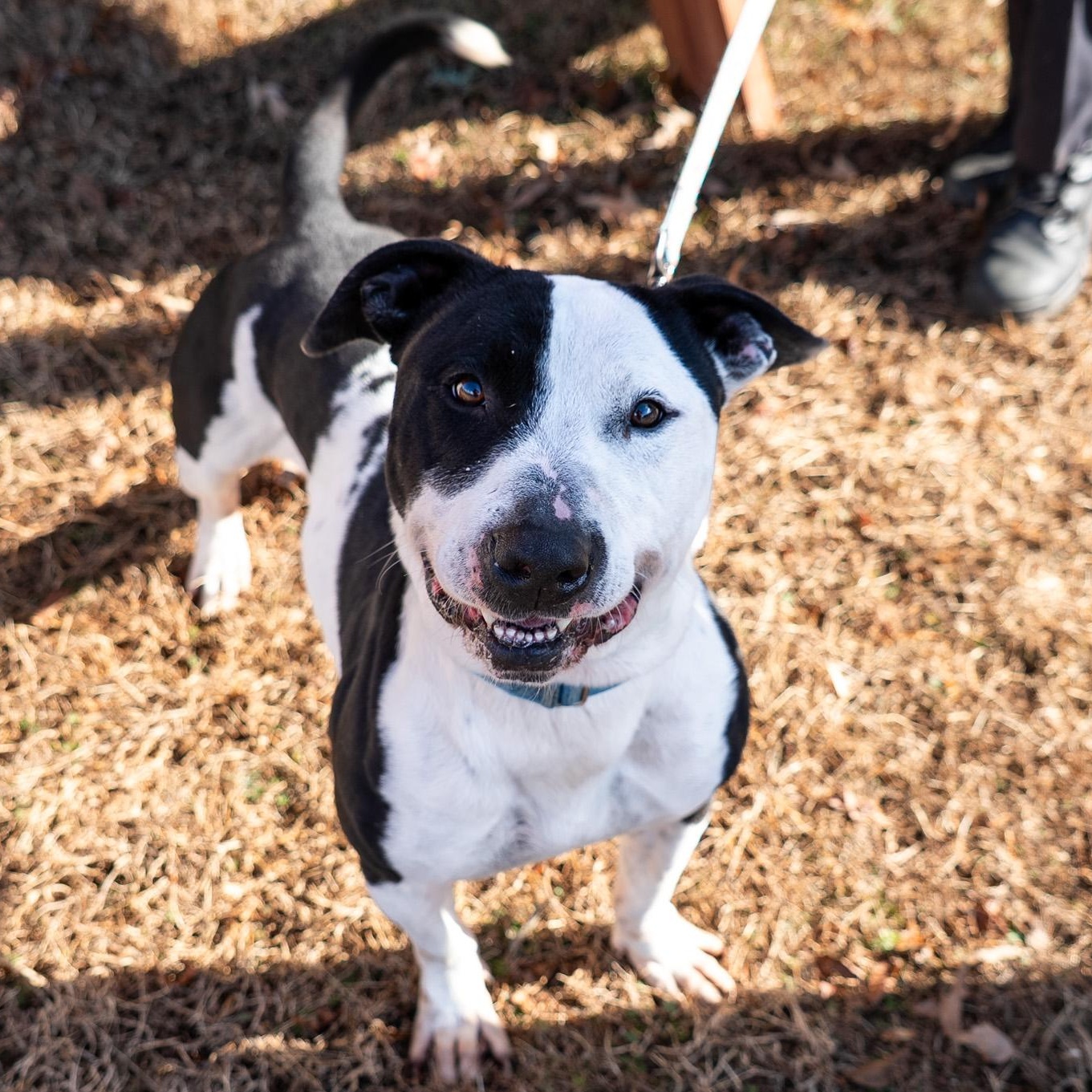 Moo Cow, a Adoptable mixed breed in King George, VA image 2/6