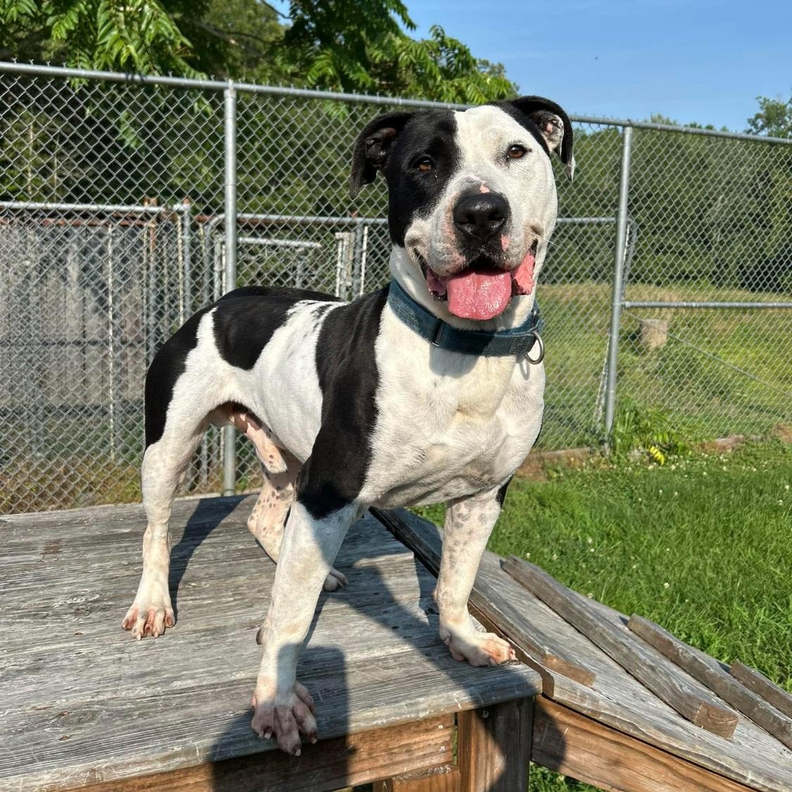 Enlarge Moo Cow, a Adoptable mixed breed in King George, VA image 5/6