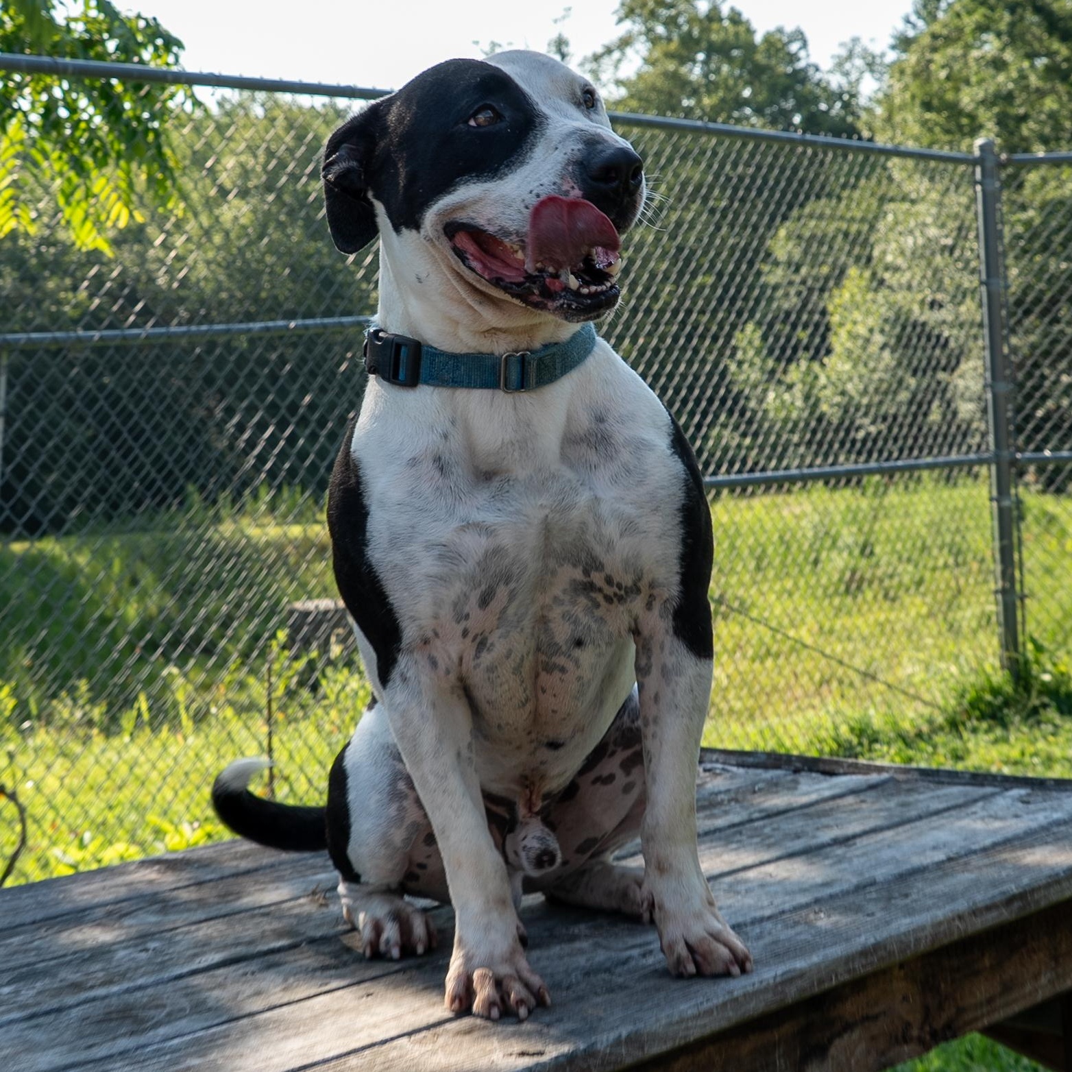 Enlarge Moo Cow, a Adoptable mixed breed in King George, VA image 3/6