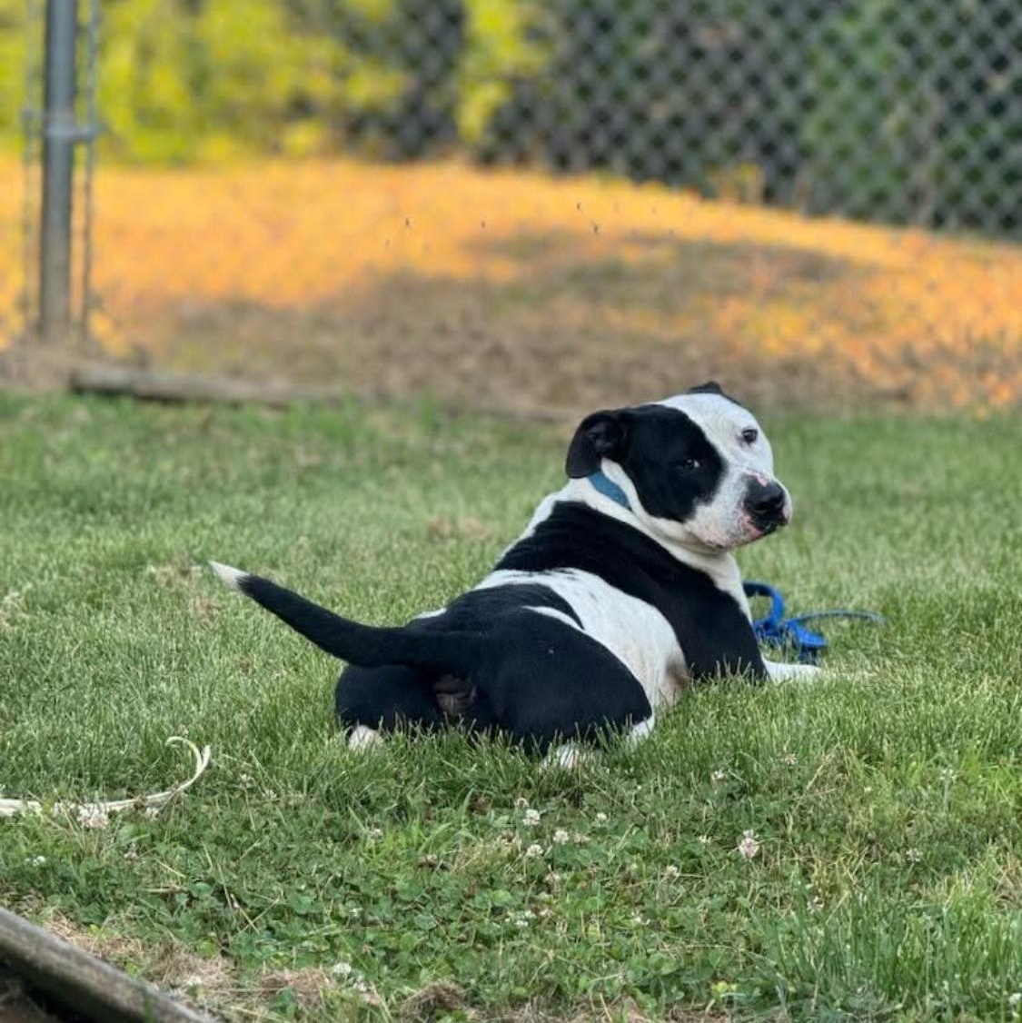 Enlarge Moo Cow, a Adoptable mixed breed in King George, VA image 2/6