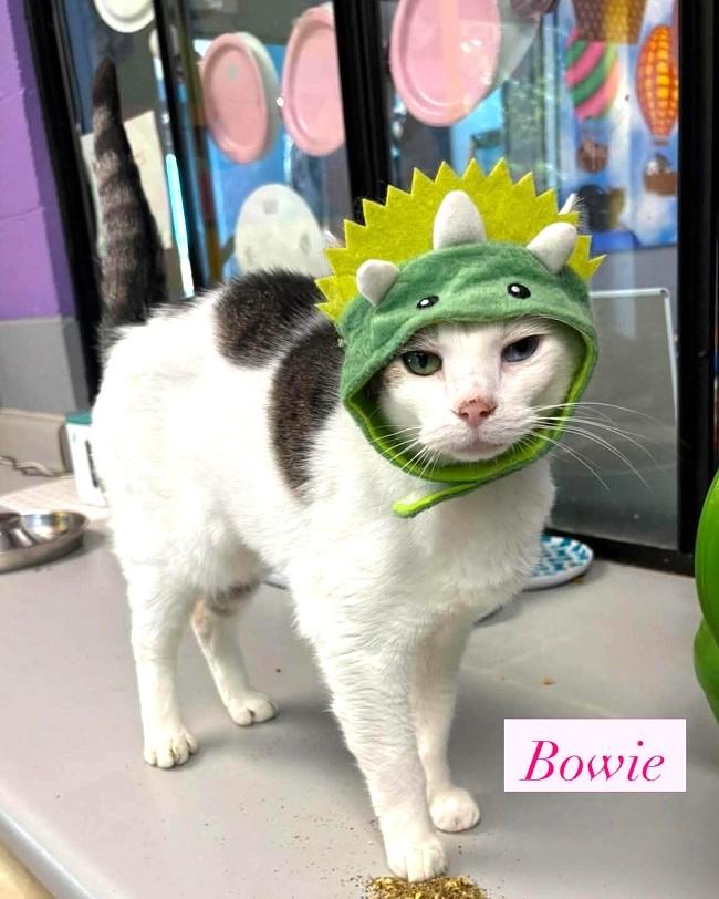 Enlarge BOWIE, a Adopted Domestic Short Hair in Pegram, TN image 1/1