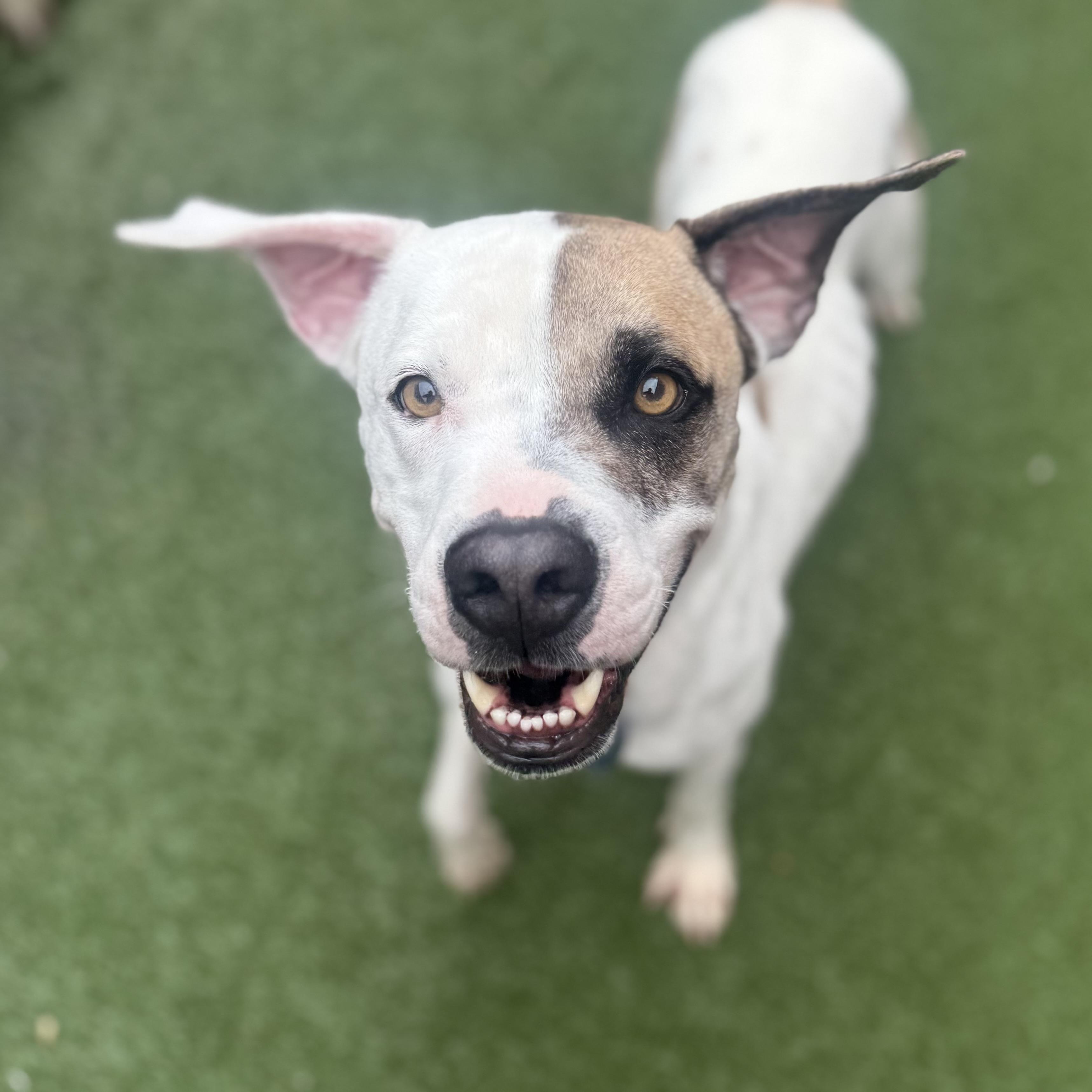 Bruno Mars, adoptable, Adult Male Mixed Breed.