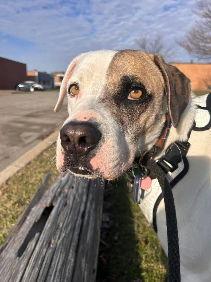 Enlarge Bruno Mars, an adoptable mixed breed in Schaumburg, IL image 6/6