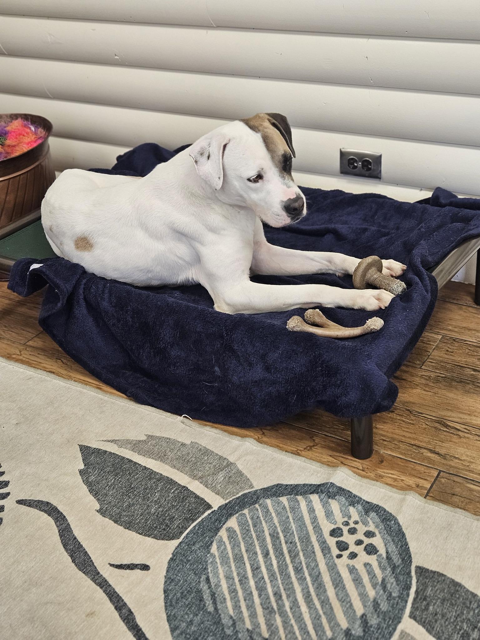 Enlarge Bruno Mars, an adoptable mixed breed in Itasca, IL image 4/5