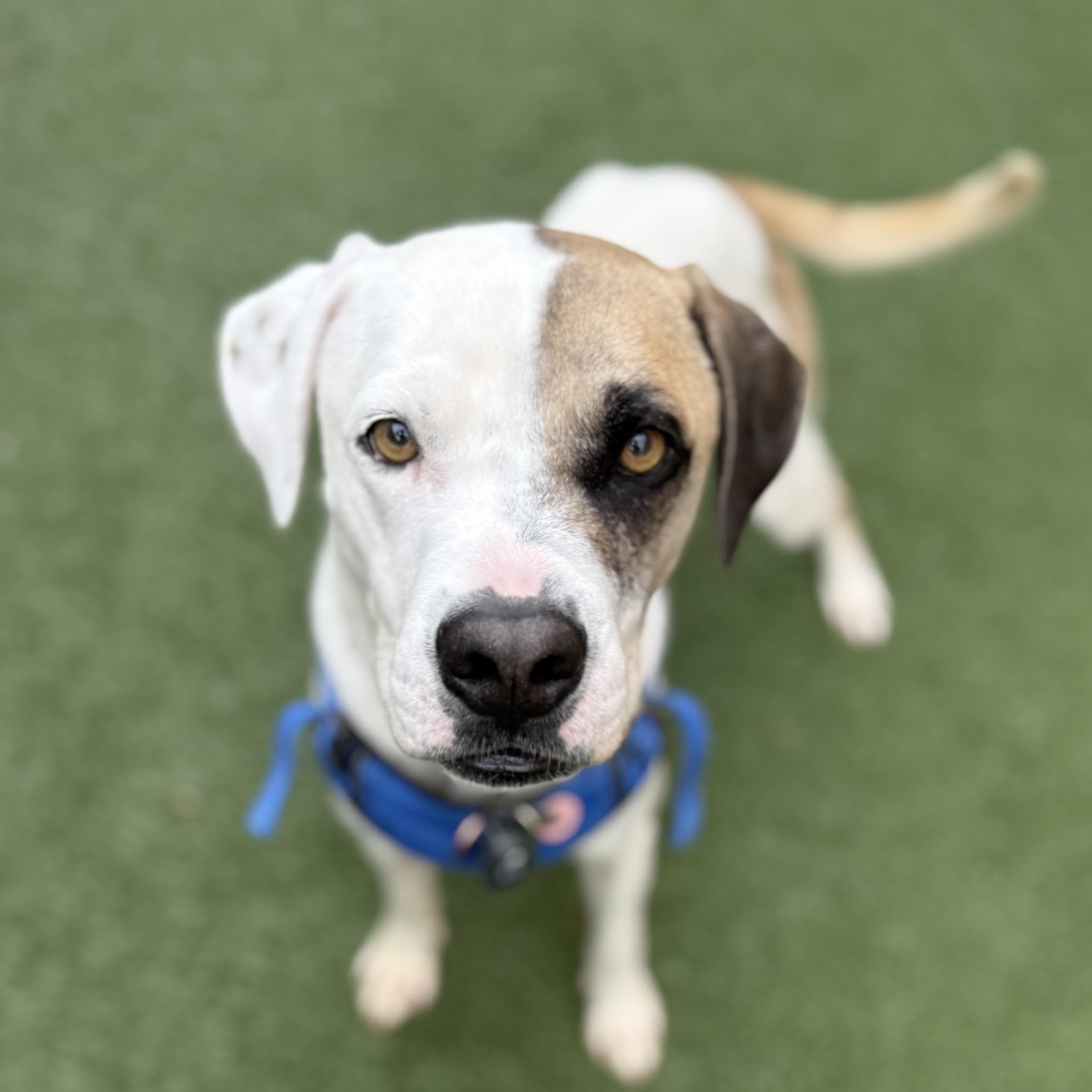 Enlarge Bruno Mars, an adoptable mixed breed in Schaumburg, IL image 2/6