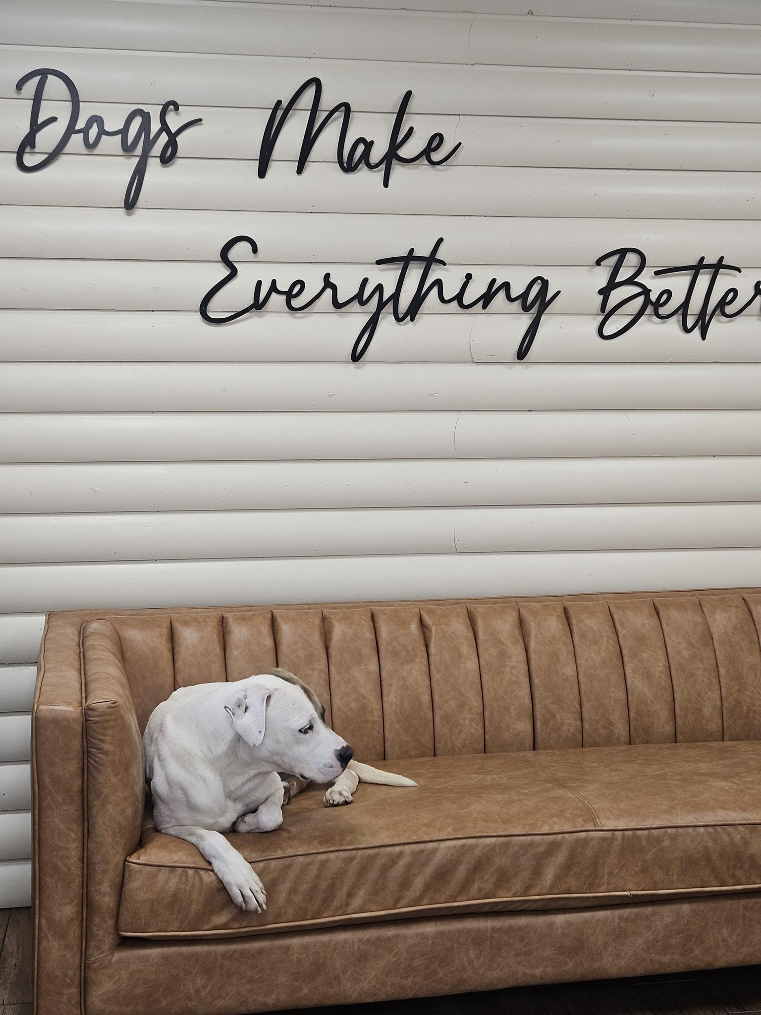 Enlarge Bruno Mars, an adoptable mixed breed in Itasca, IL image 3/5