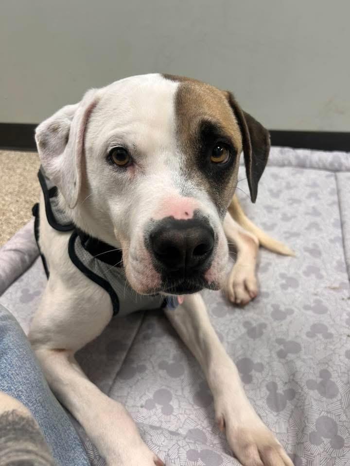 Enlarge Bruno Mars, an adoptable mixed breed in Schaumburg, IL image 5/6