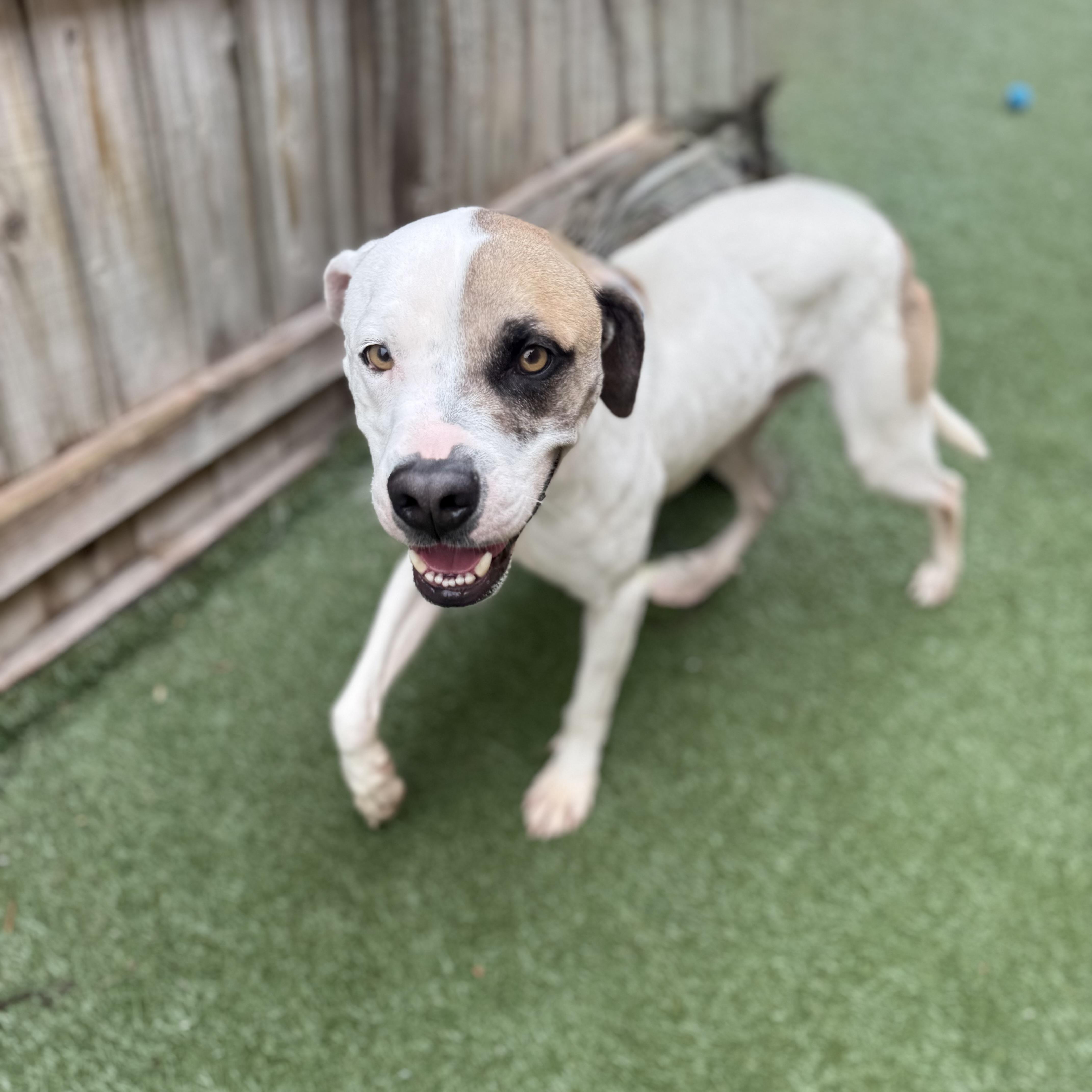 Bruno Mars, an adoptable mixed breed in Itasca, IL image 2/2