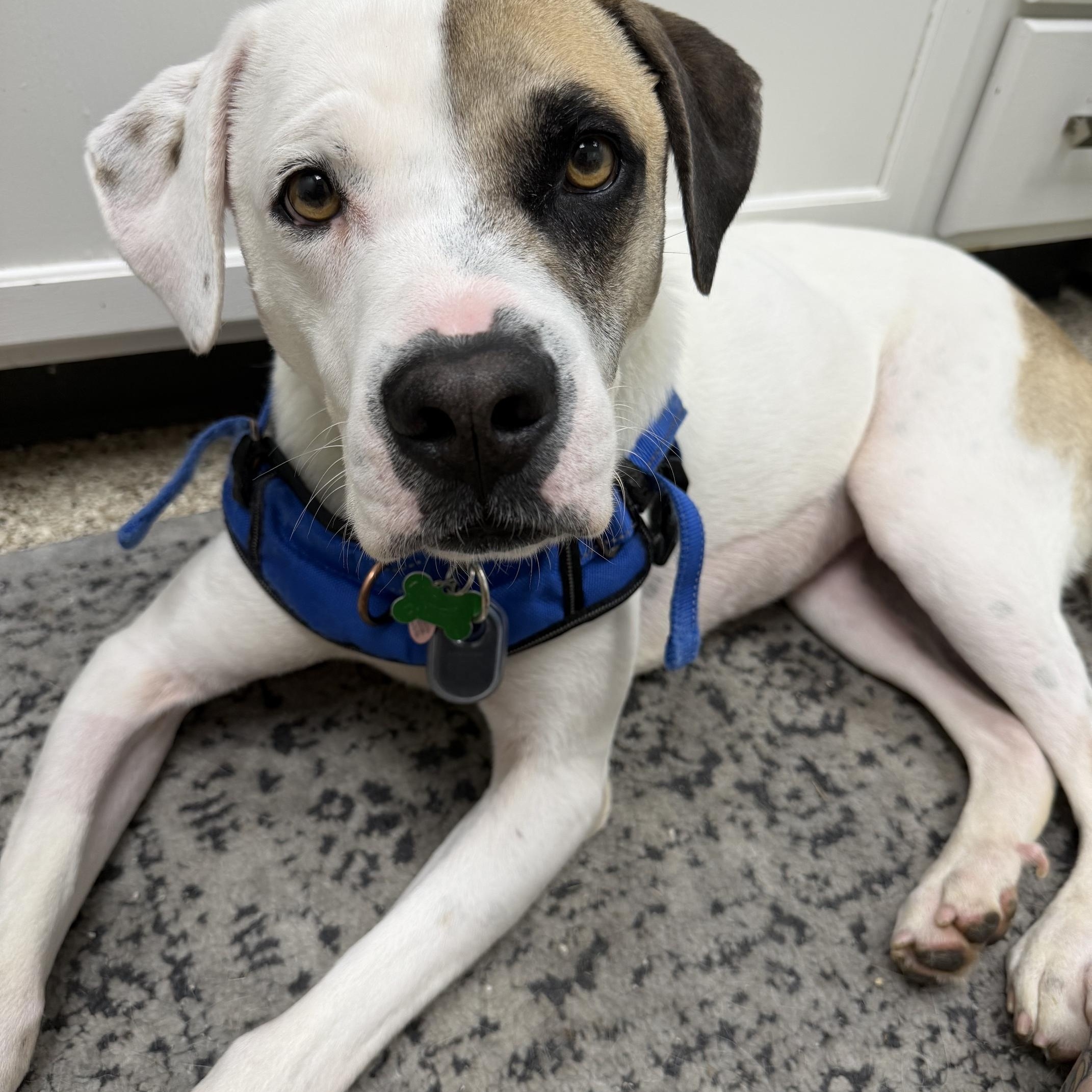Bruno Mars, adoptable, Adult Male American Bulldog & Boxer.