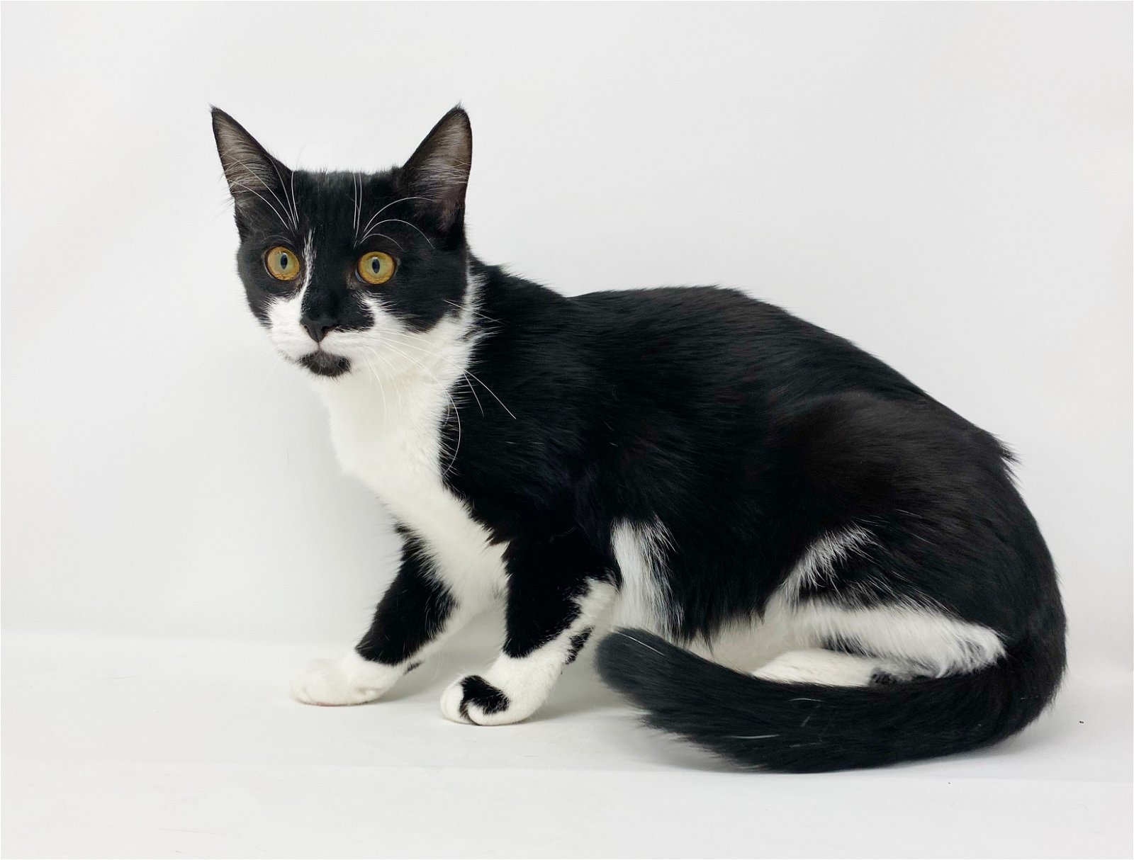 Cr Litter Lanai, a Adoptable Domestic Short Hair in Williamston, MI image 1/4