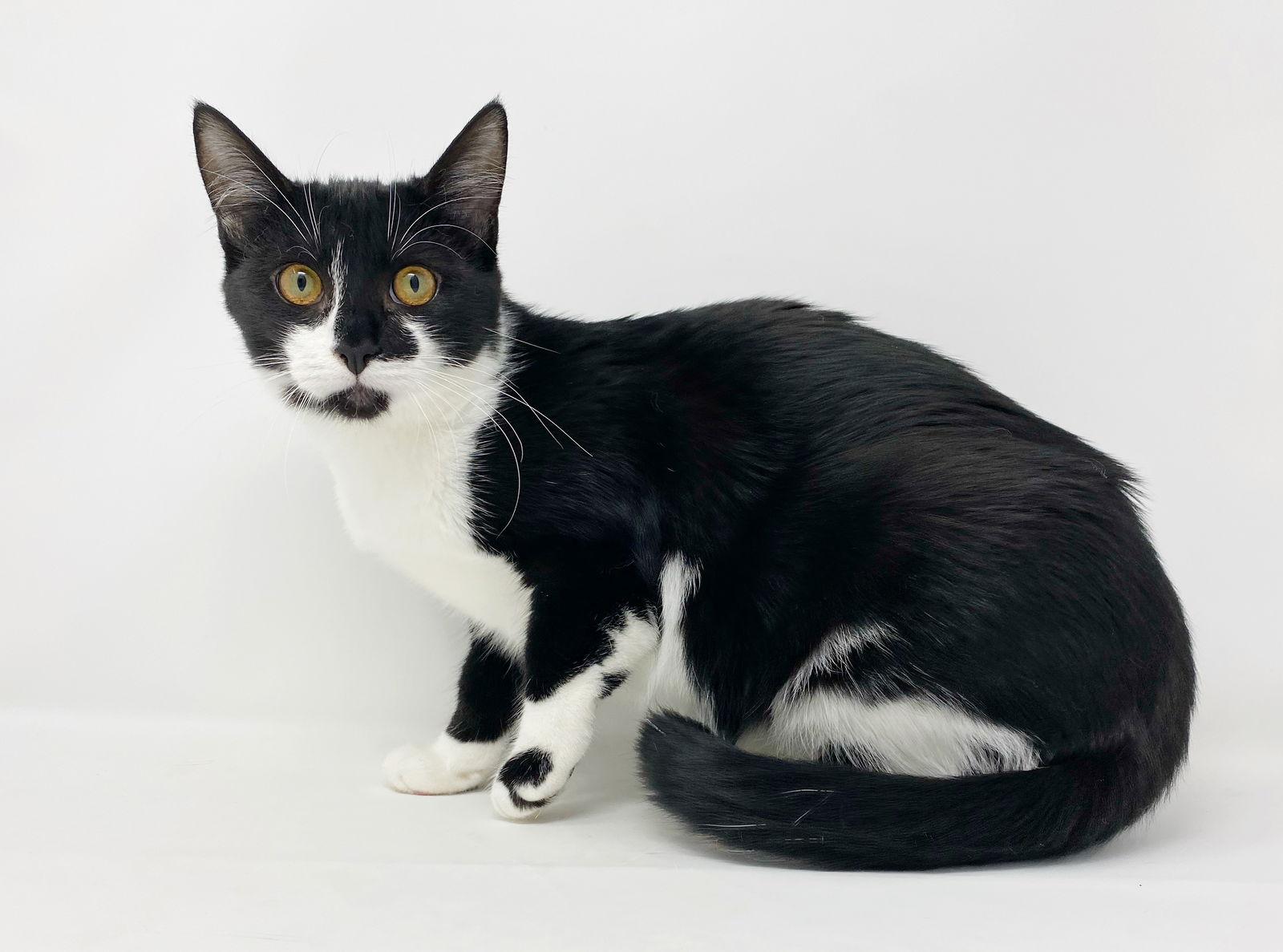 Cr Litter Lanai, Adoptable, Adult Female Domestic Short Hair.